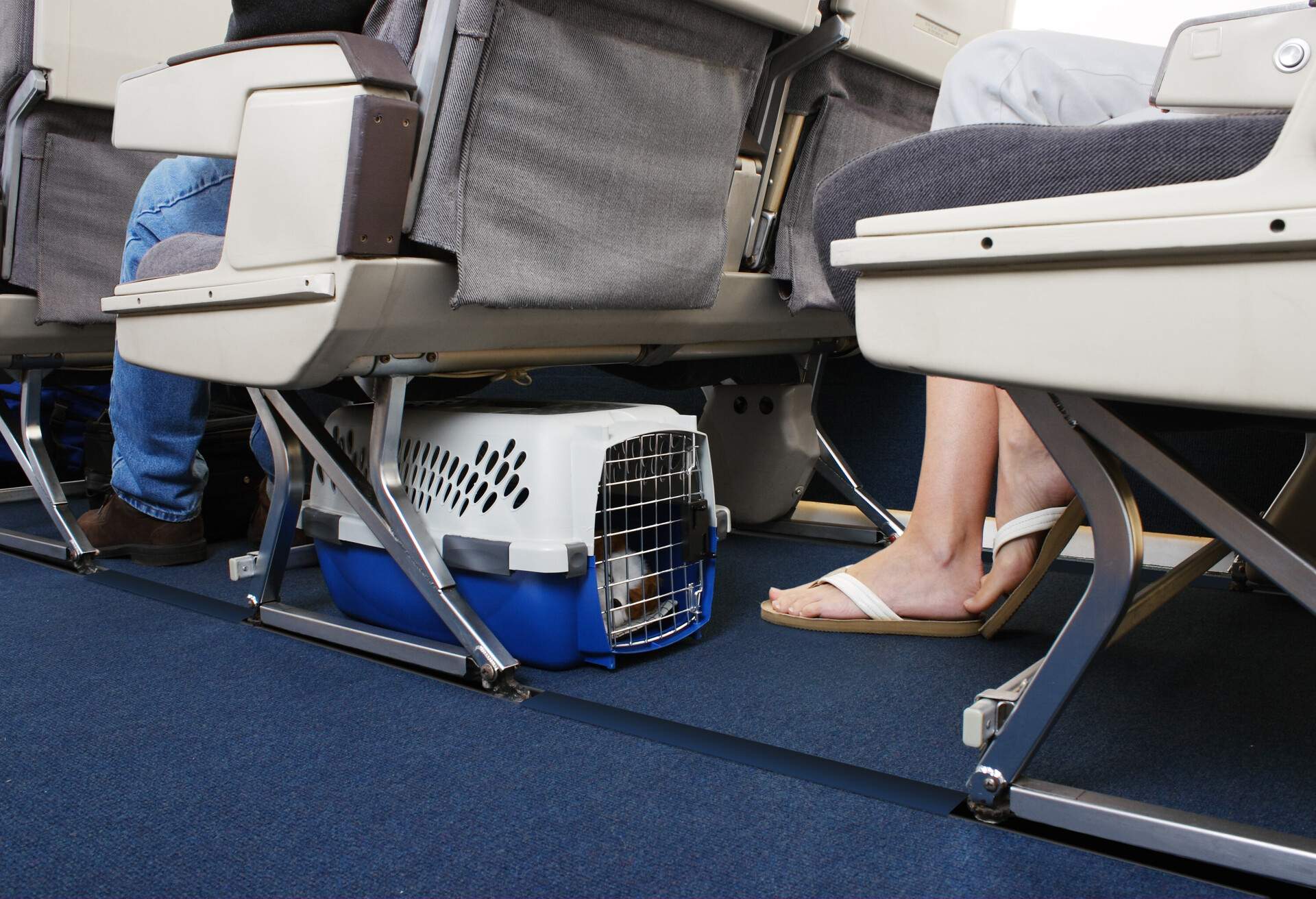 A dog inside a cage stowed under an airplane's seat.