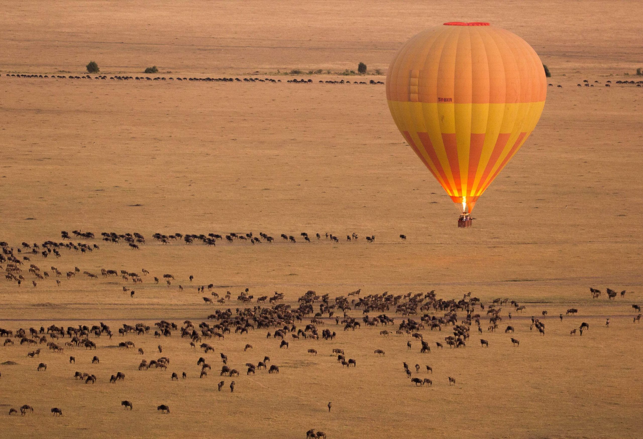 A hot air balloon is to depart from the savannah surrounded by numerous grazing wildebeests.