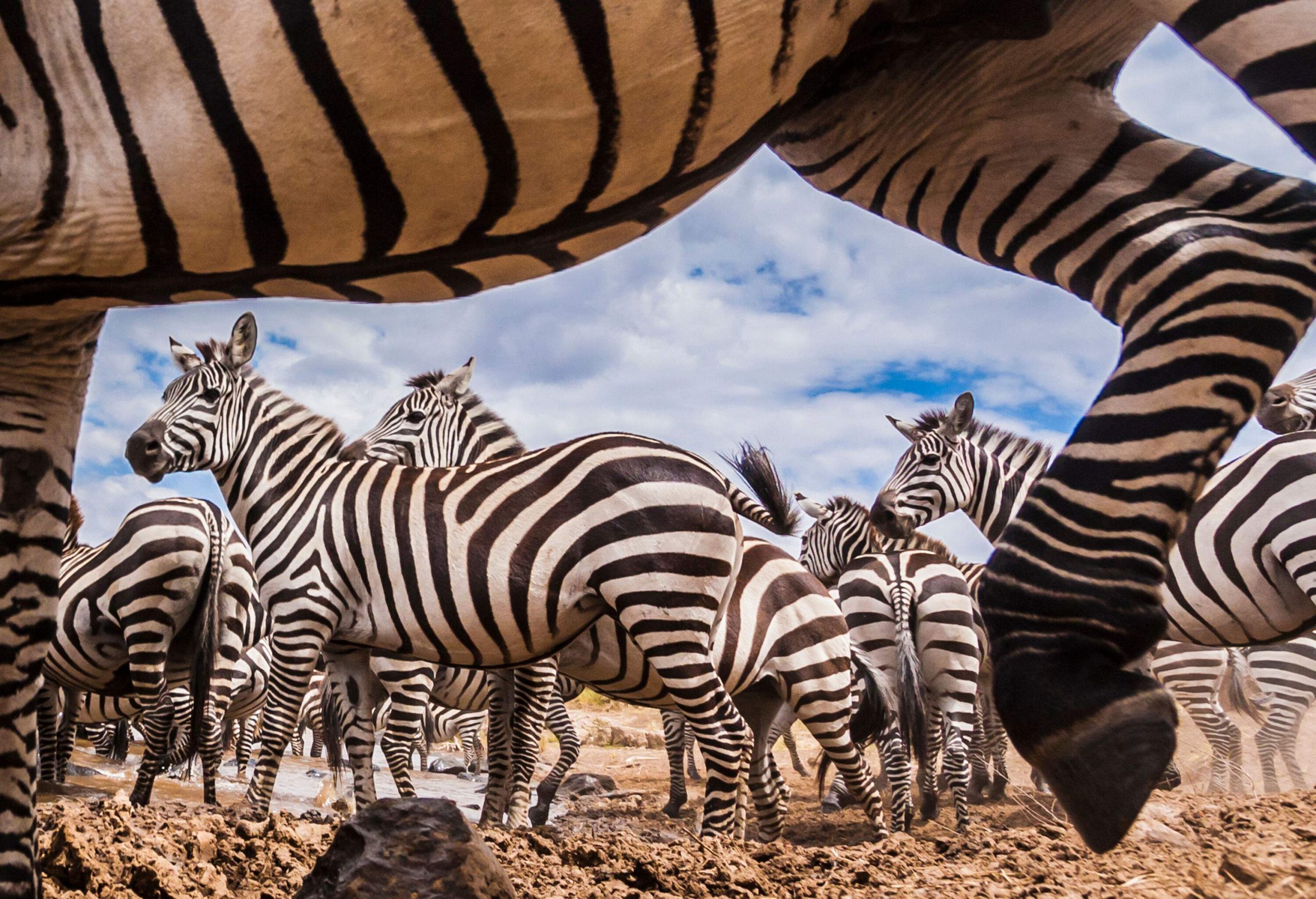 A herd of zebras congregates on the Mara River bank, as seen from a lower perspective, their striking black and white stripes contrasting beautifully against the golden savannah and the blue sky above.