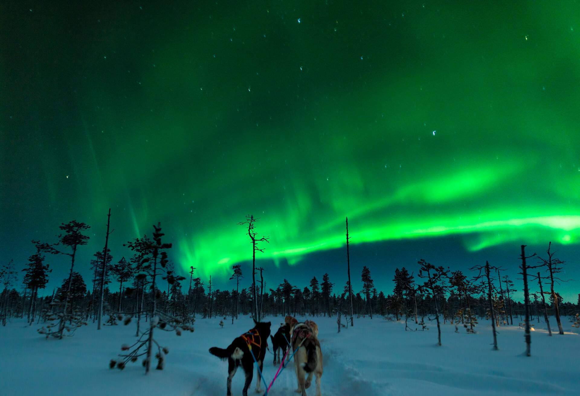 FINLAND_AURORA-BOREALIS_THEME_ANIMALS_DOGS_SLEDDING