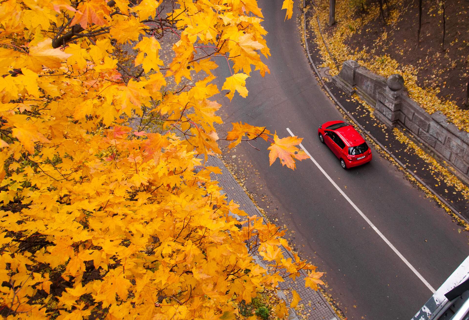 Maple trees and fallen yellow leaves are on the side of a road, while a red car passes by.