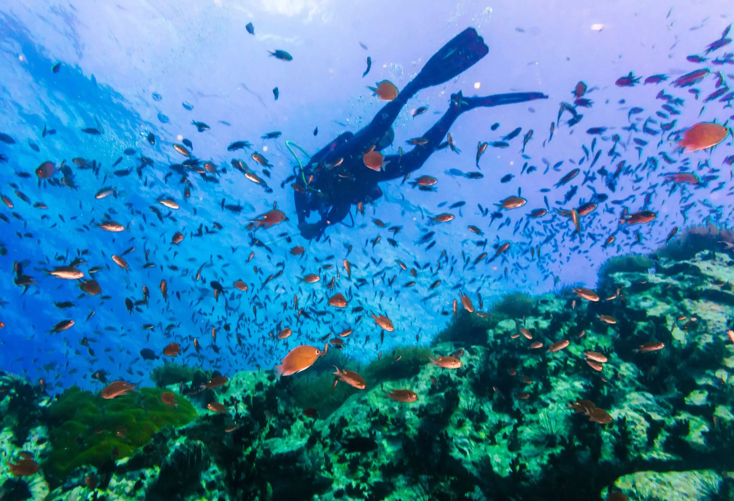 A scuba diver immerses themselves in the vibrant underwater world of a coral reef, surrounded by clear blue water and a myriad of small, colourful fish, showcasing the beauty and diversity of marine life.
