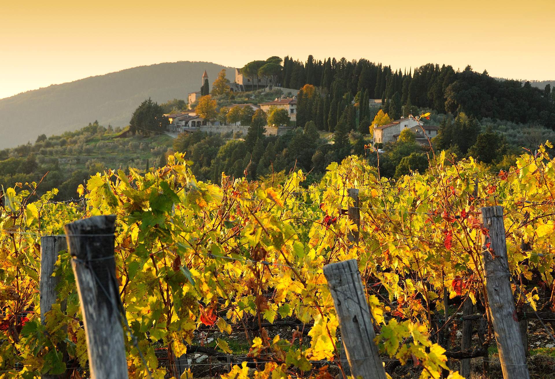 VIEW OF NIPOZZANO CASTLE THROUGH VINEYARD AT DUSK ON AN AUTUMN DAY