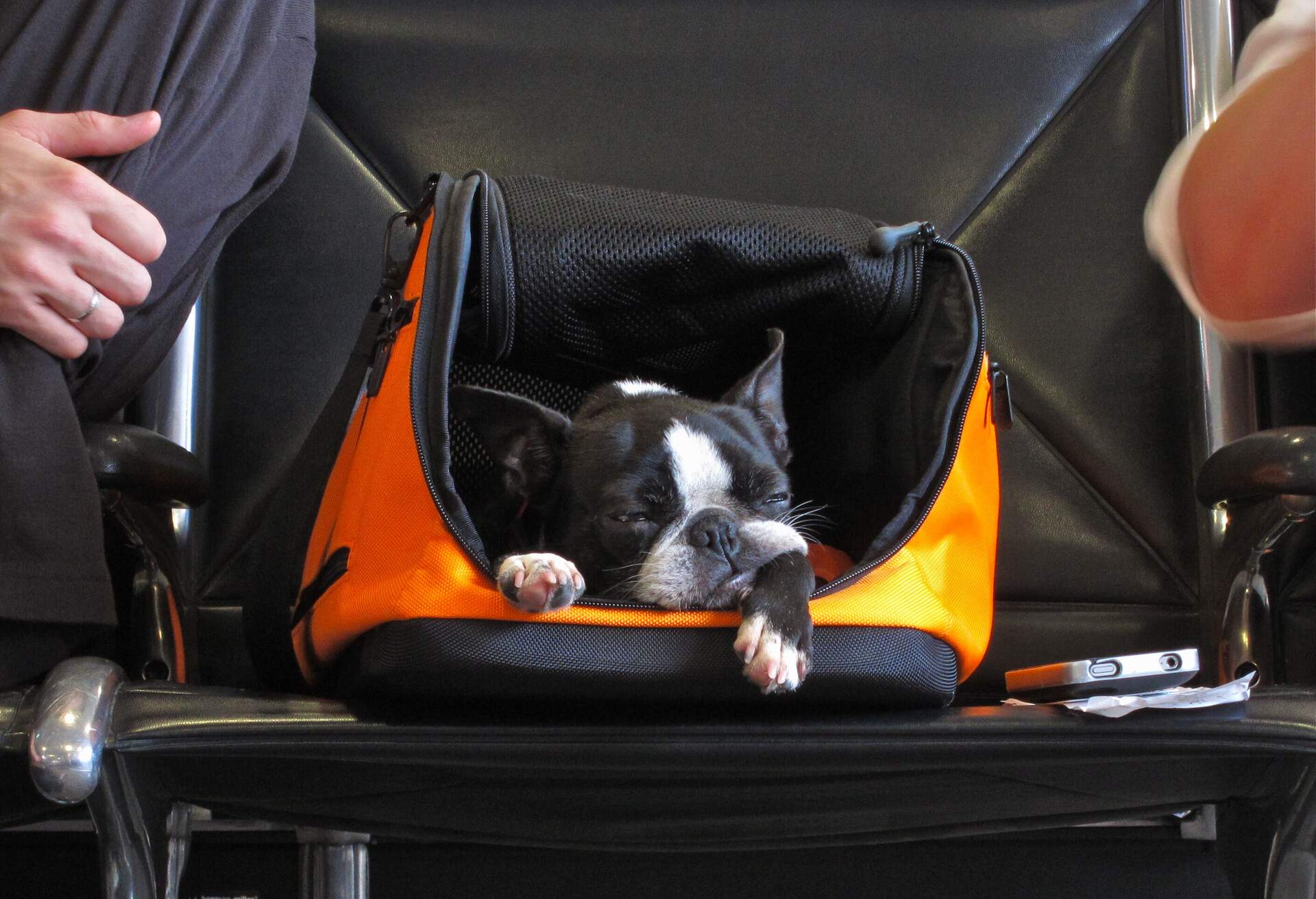Dog waits in its carry-on container at airport in Atlanta, Georgia.