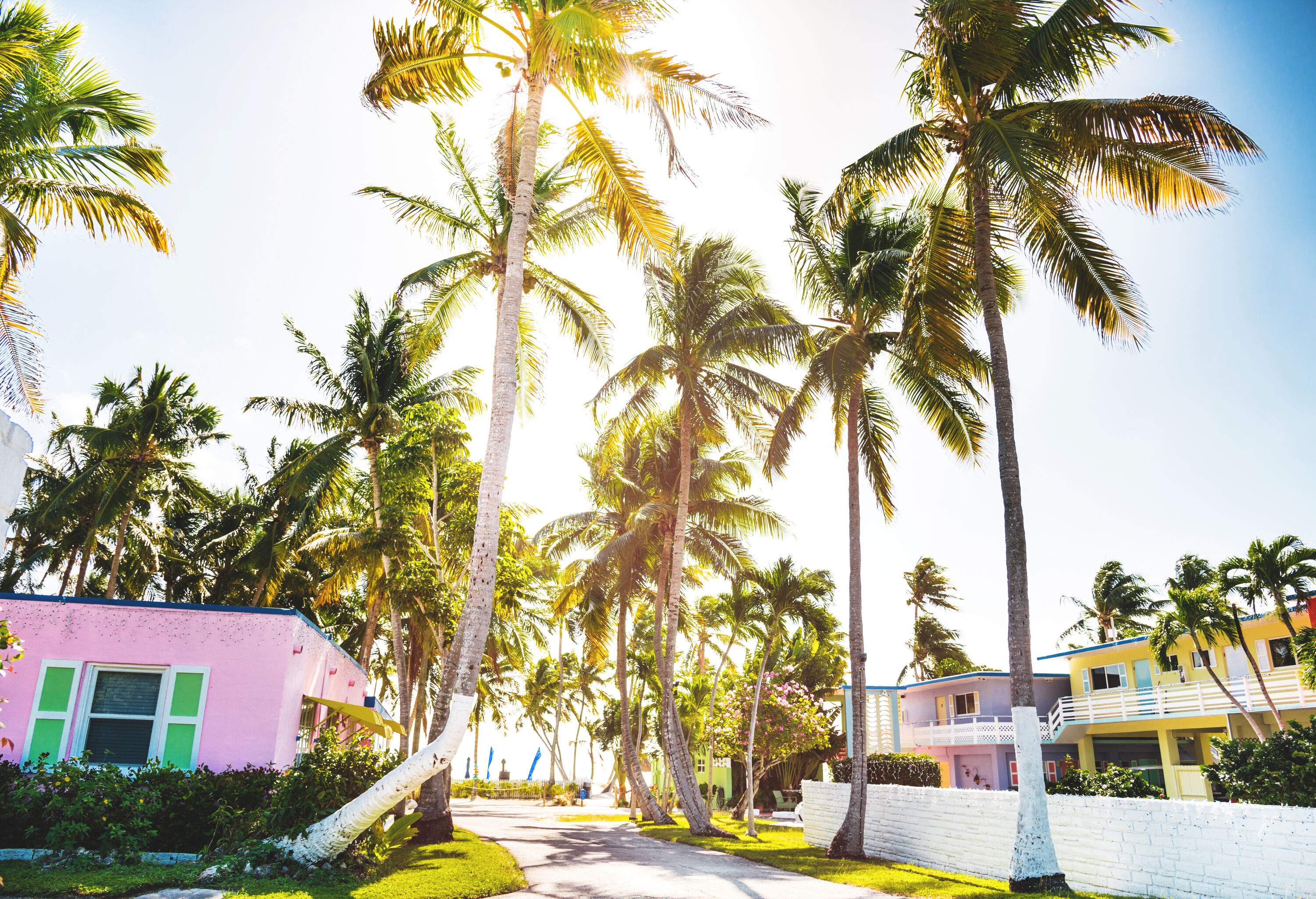 A private road guarded by tall palm trees amidst the colourful houses in a seaside village.