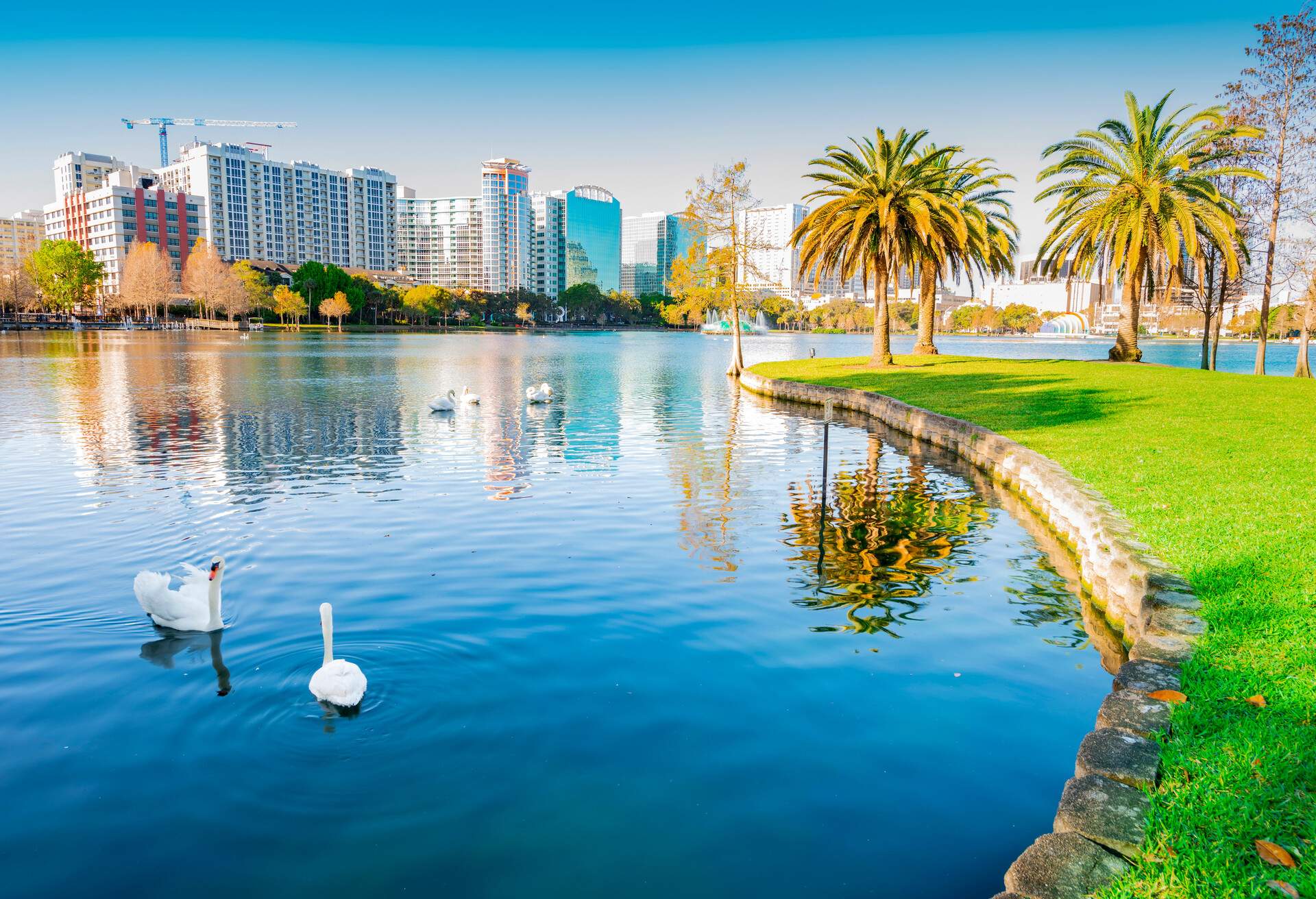 Beautiful scenery of white swans on a tranquil lake overlooking the urban cityscape.