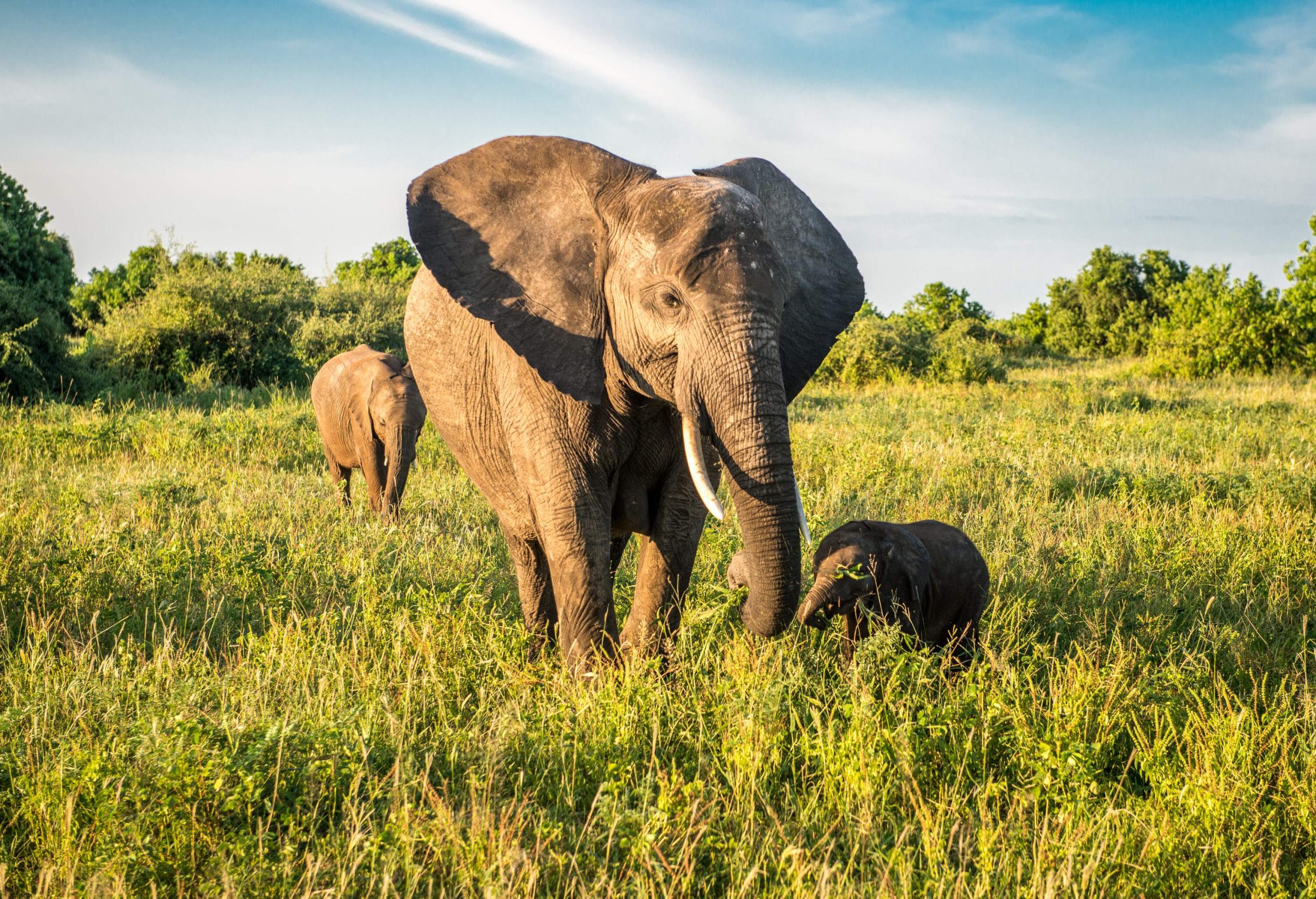 A family of three elephants grazing on the grassland in the wilderness.