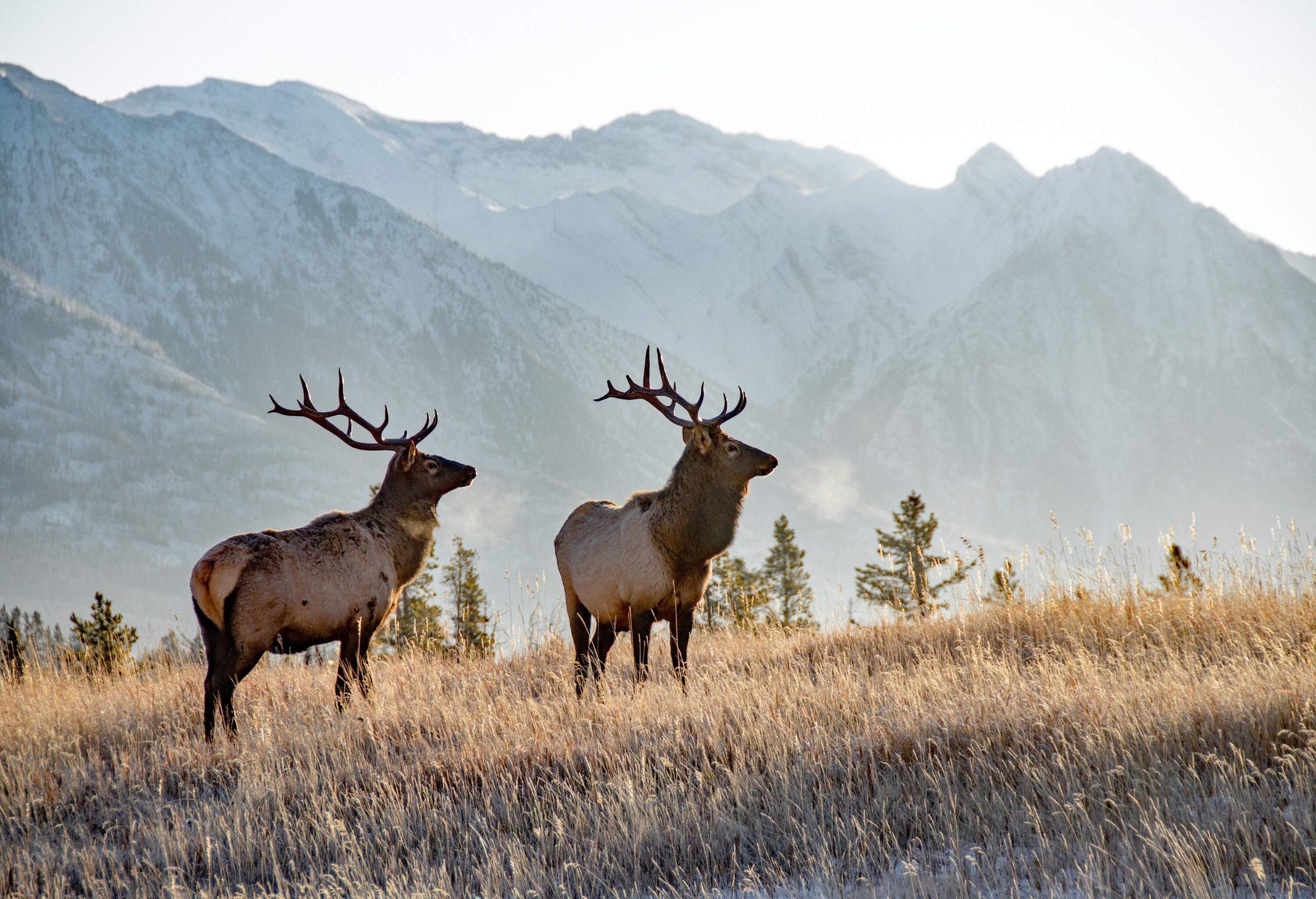 Two large bull elk in Banff National park. November.