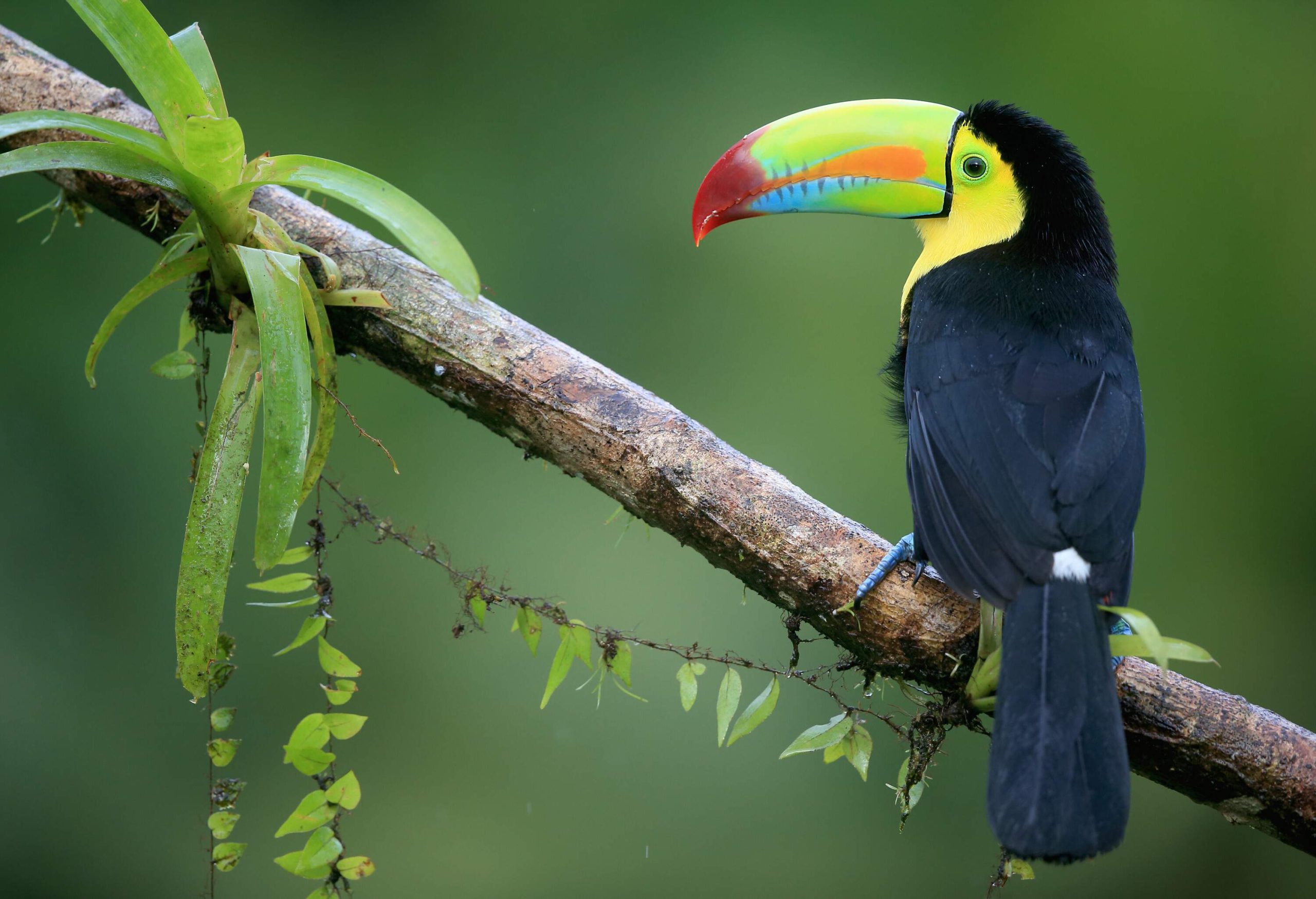A black toucan with yellow and red beak rests on a tree branch.