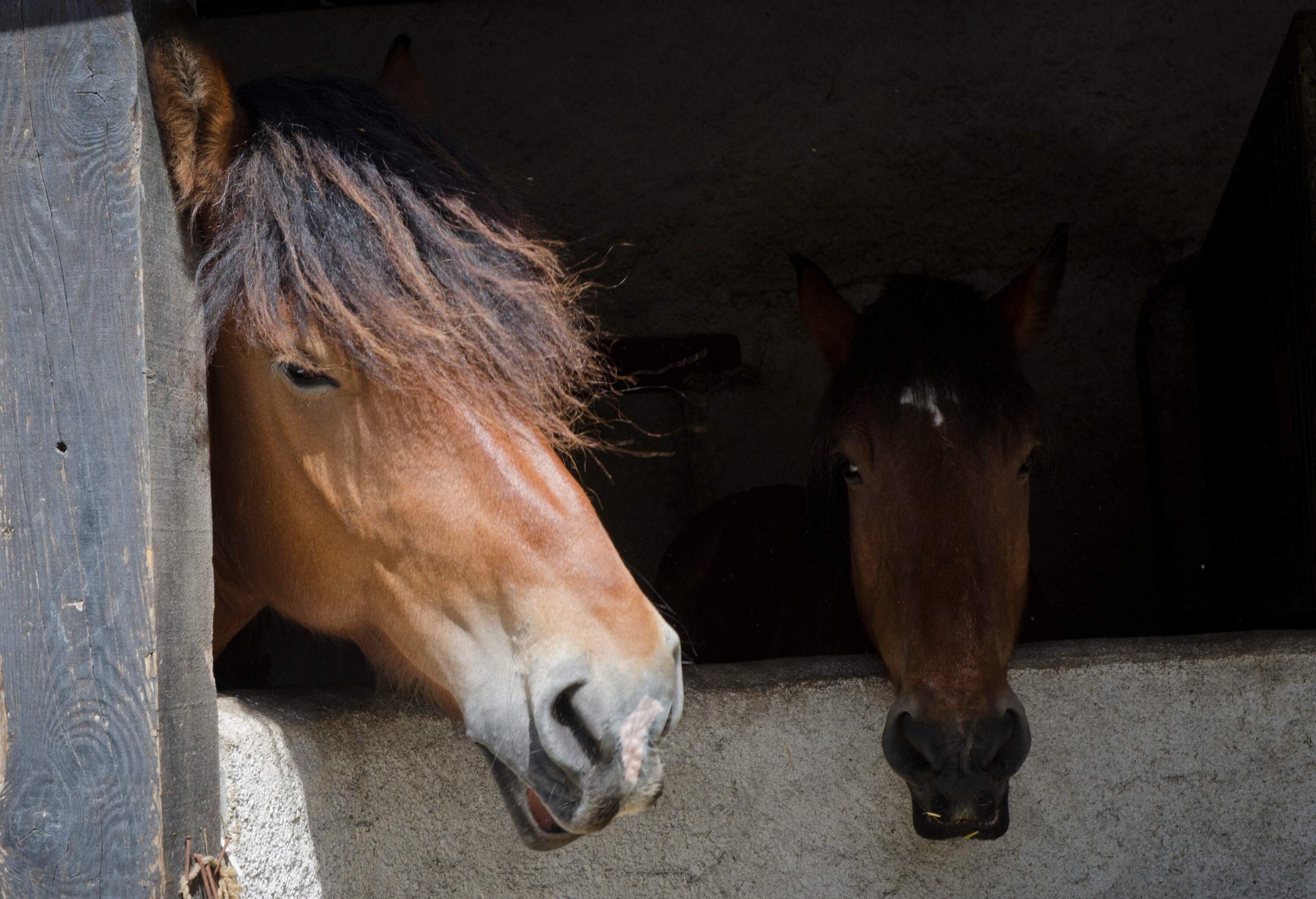 A pair of horses peeking out of a stable.