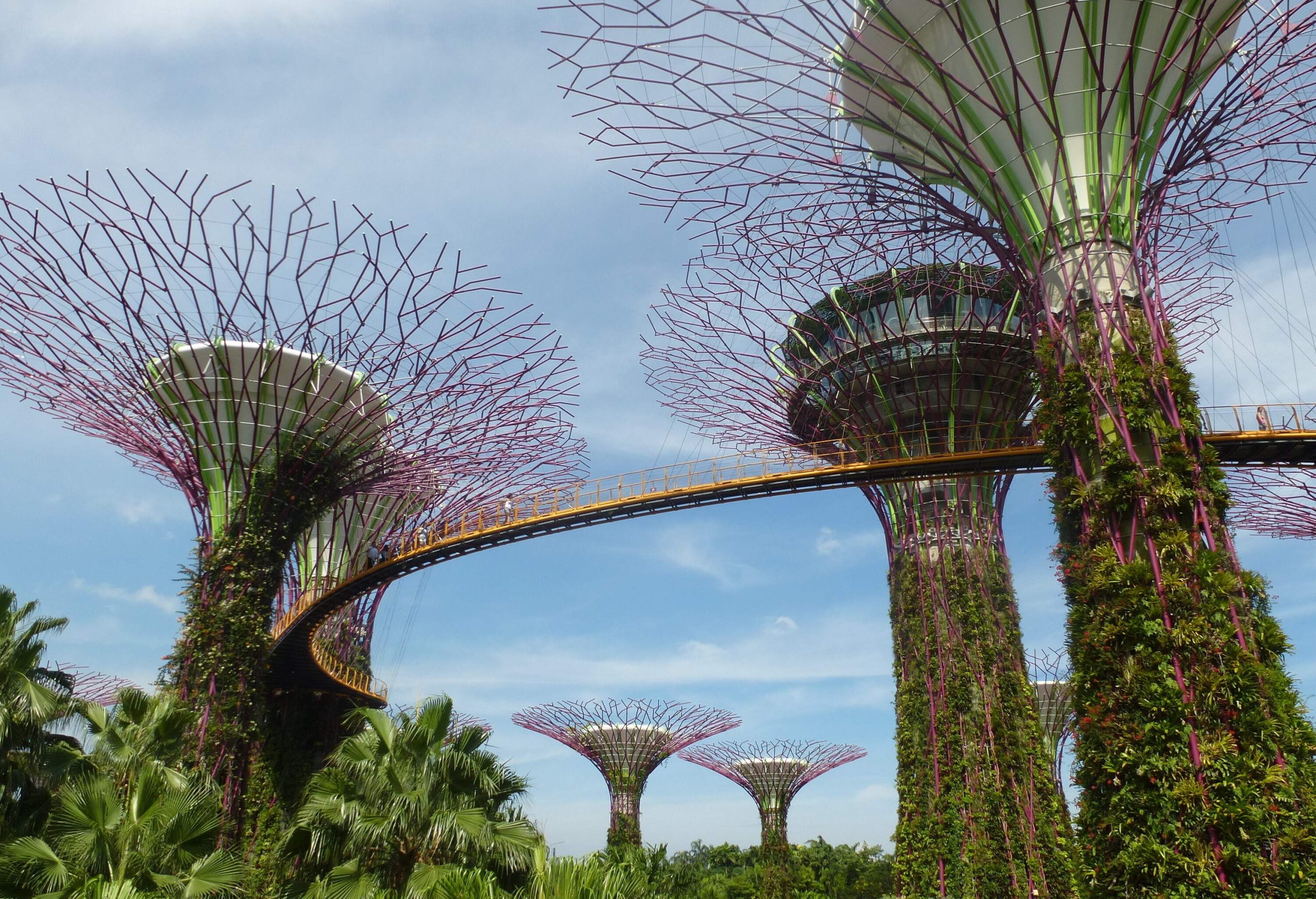 The state-of-the-art Supertree Grove in Singapore surrounded by lush greenery at the bottom.