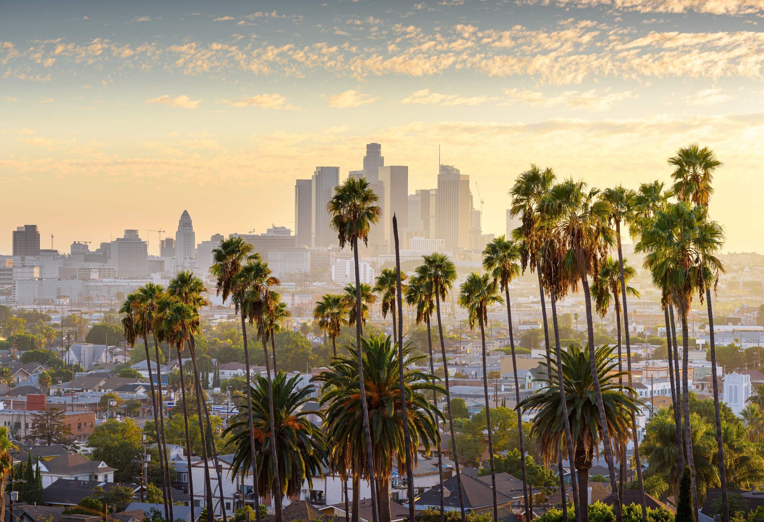 The downtown skyline behind a cluster of tall and short palm trees against the scenic sky at sunset.