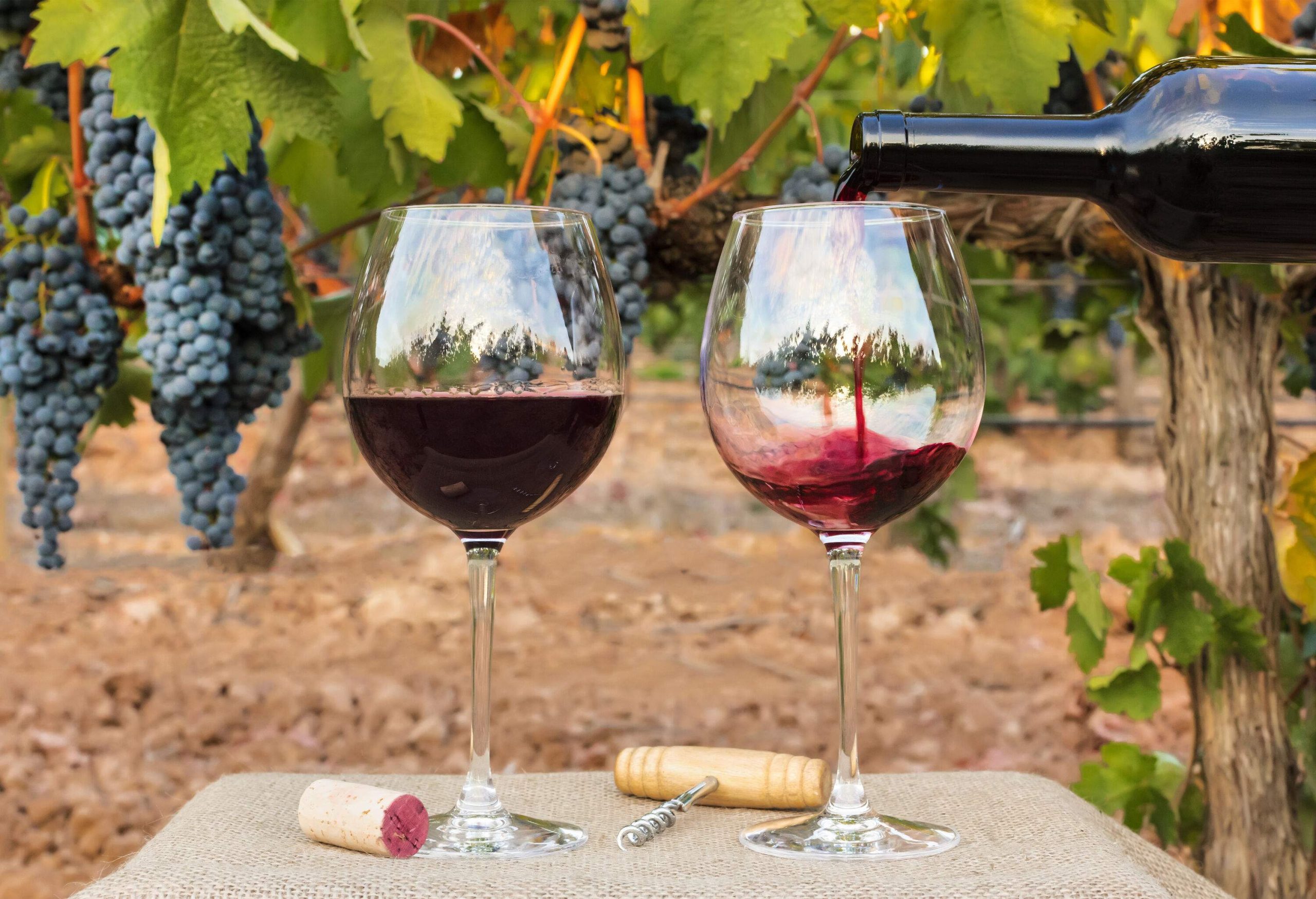 Red wine on a bottle is poured into the second glass with the background of hanging branches of grapes.