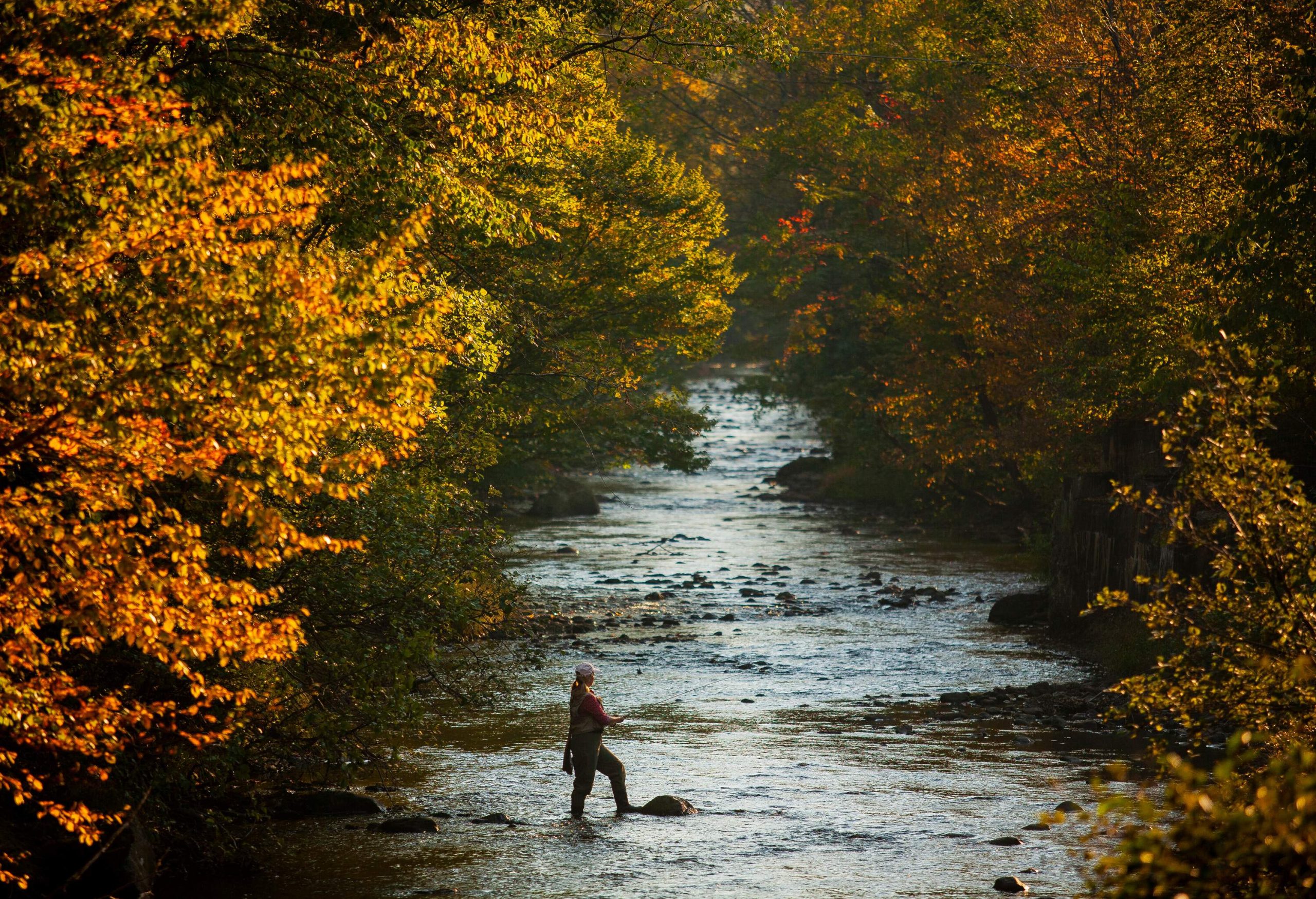 A person fishing in the middle of a shallow river flanked by deciduous trees on each side.