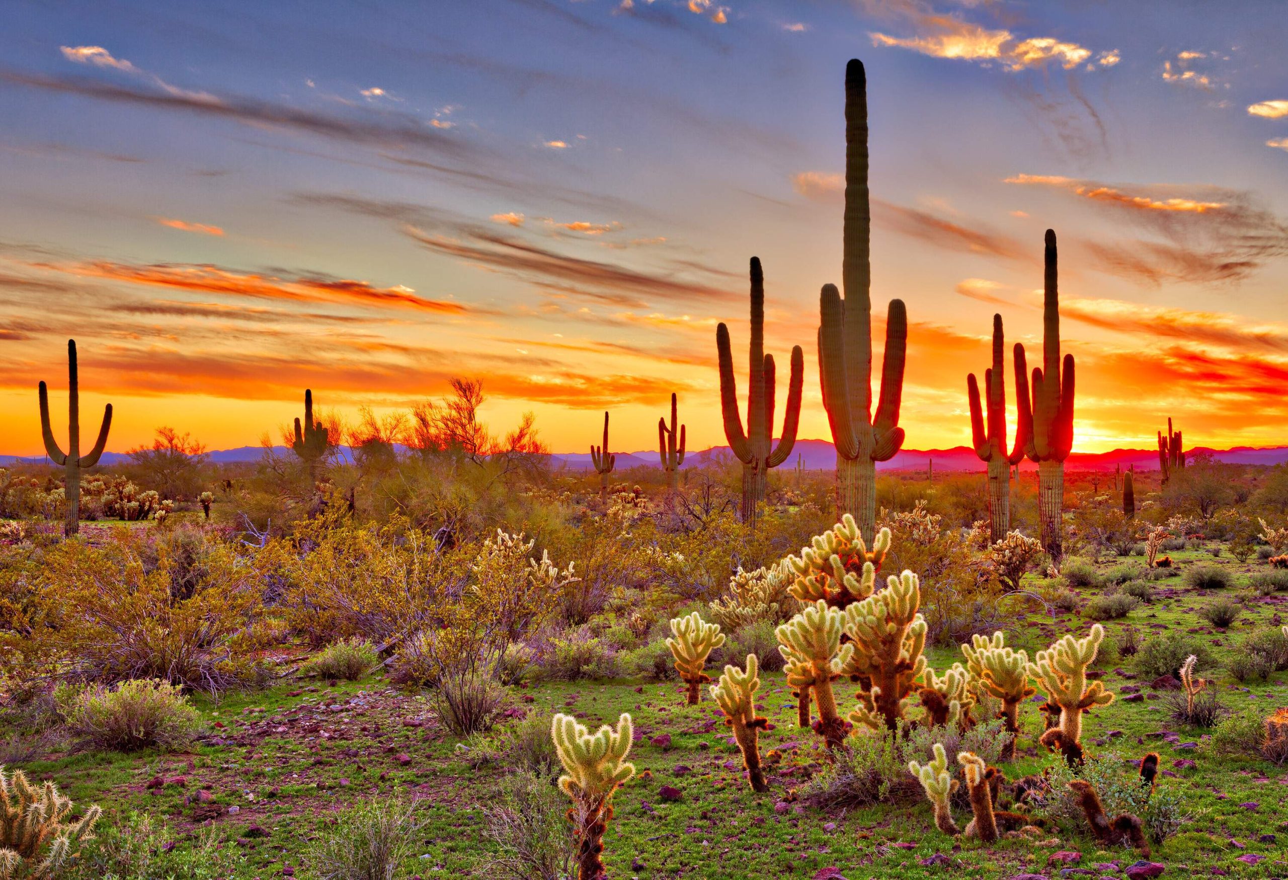 A grassy wilderness with a collection of small and big cactus plants against the backdrop of vibrant sunset skies.