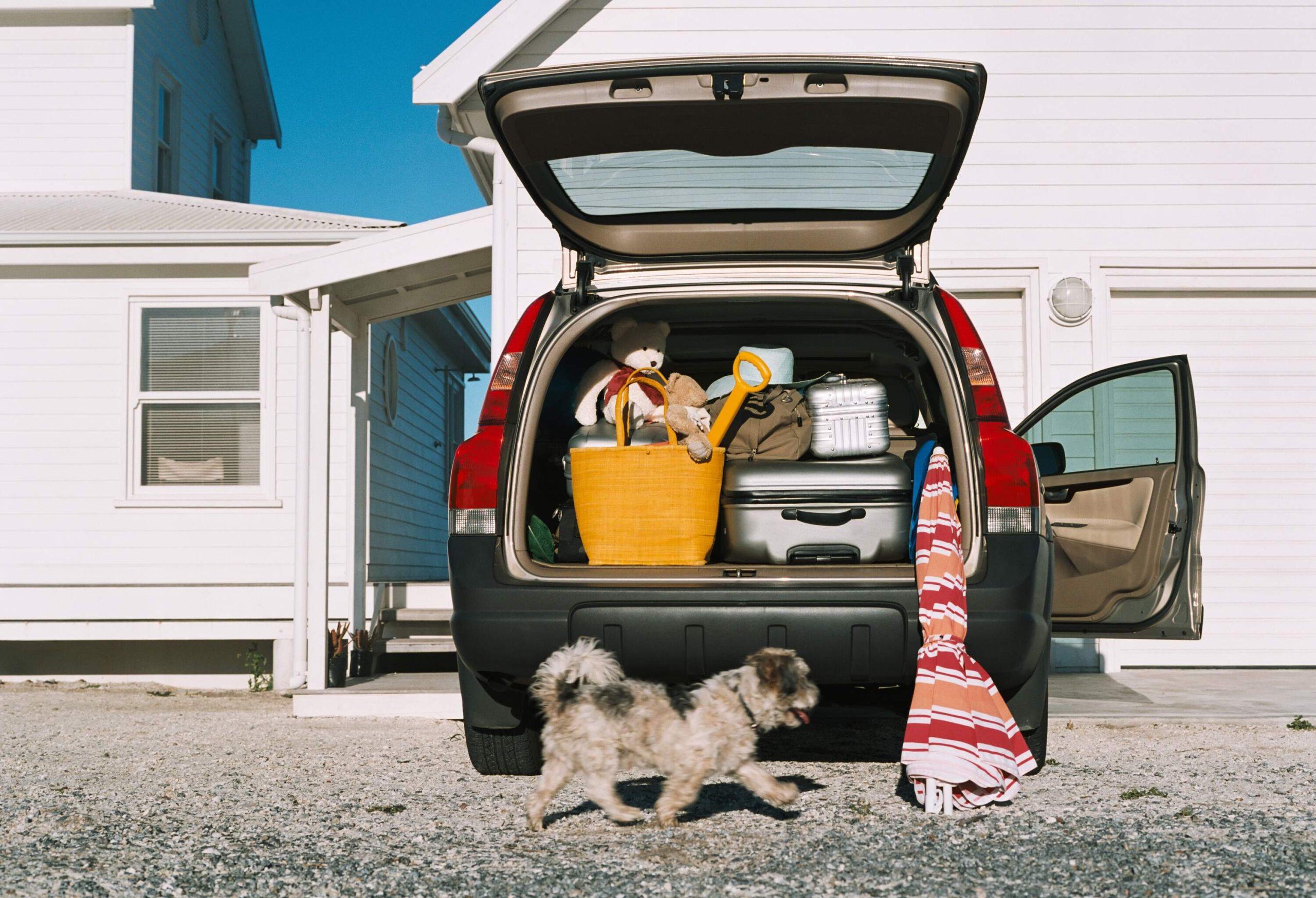 A dog walking past a car with an open trunk containing luggage and toys.