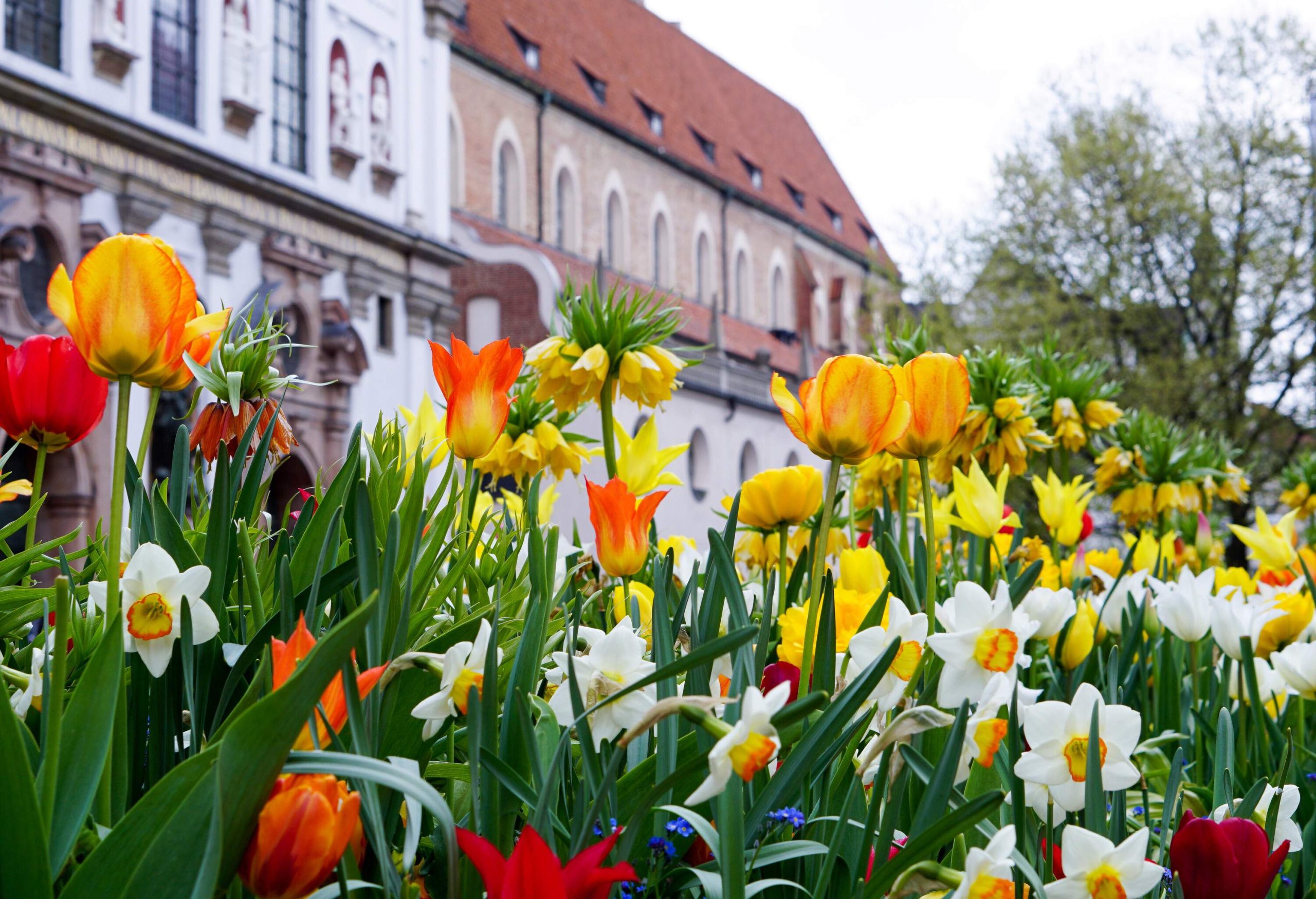 Colourful, vibrant flowers bloom in front of tall buildings.