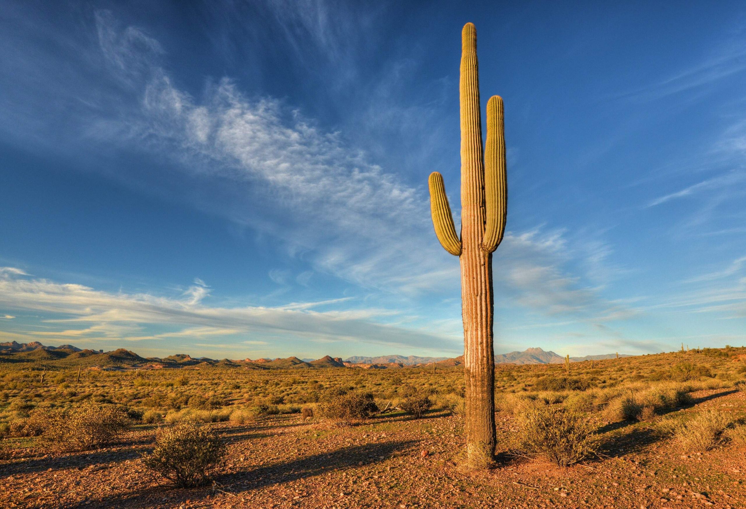 A cactus plant standing alone amid a huge desert landscape of dried grass.