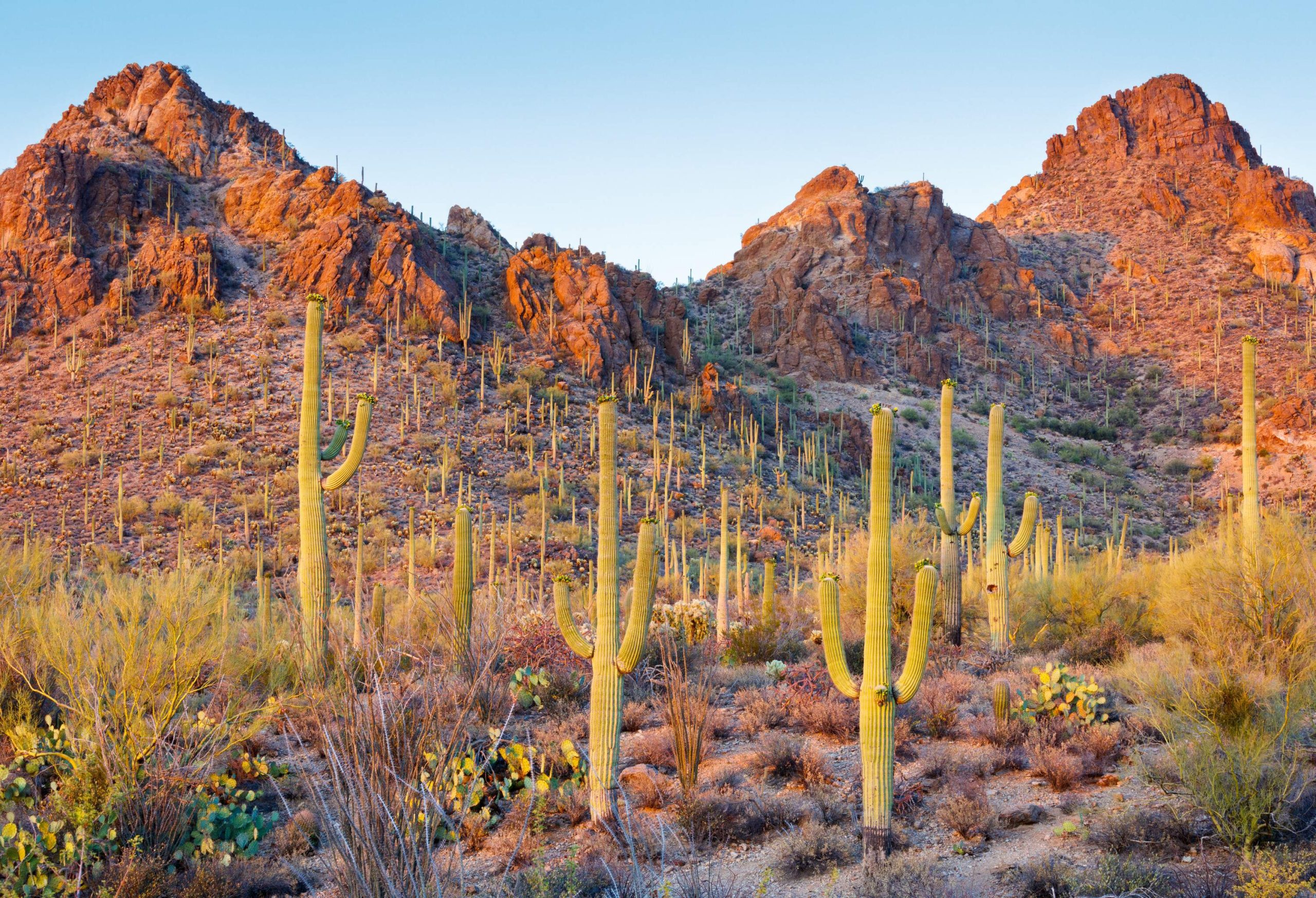 A rugged terrain covered with cactus plants at the base of jagged mountains.