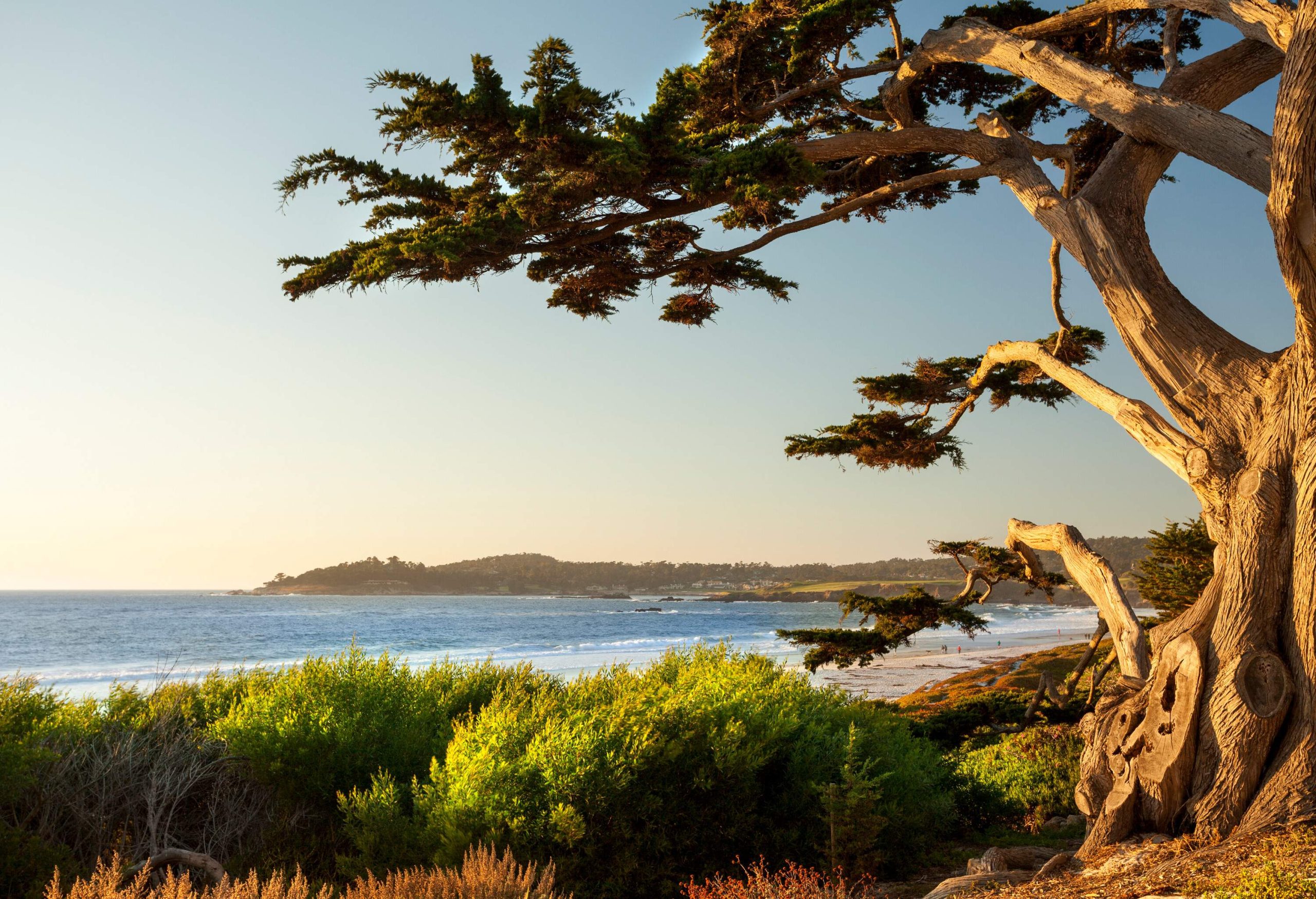 Green shrubbery and an aged tree create a picturesque frame in the foreground, while the tranquil coast stretches ahead, revealing the shimmering waters that separate it from the rolling hills in the background.