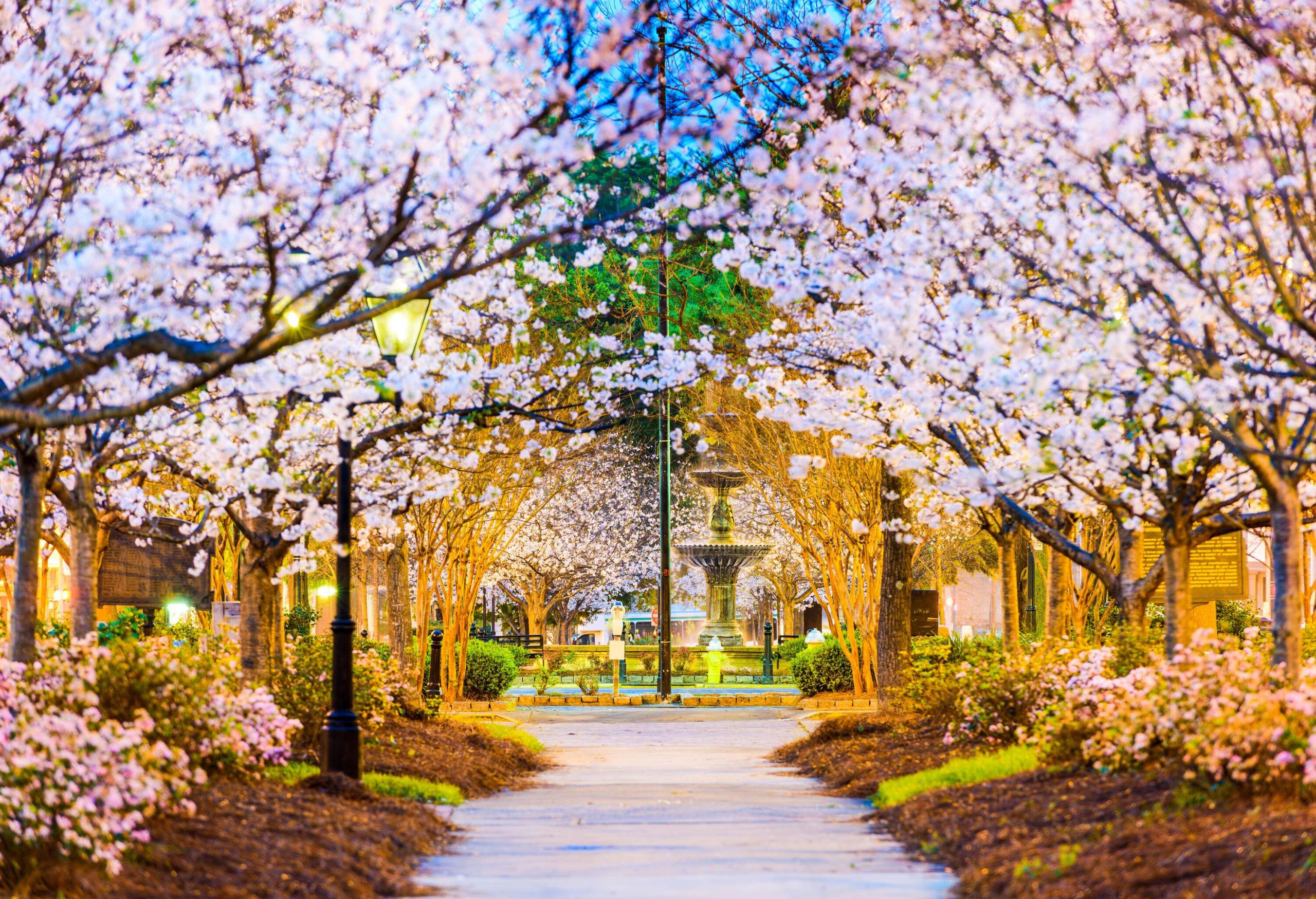 A picturesque and brightly lit footpath under the exquisite beauty of blooming cherry blossoms.