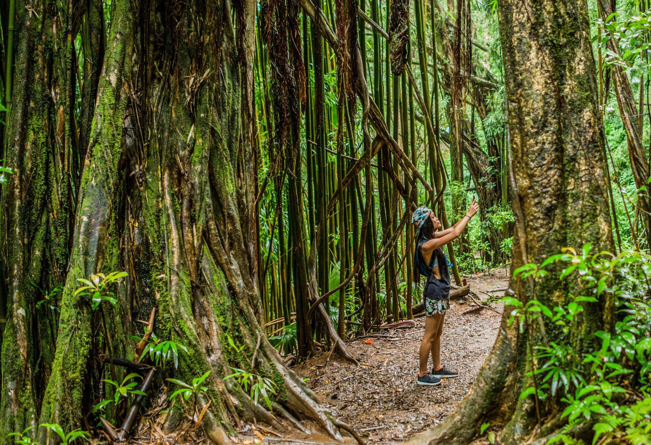 A person immersed in the beauty of the rainforest, capturing stunning images of lush greenery and vibrant flora.