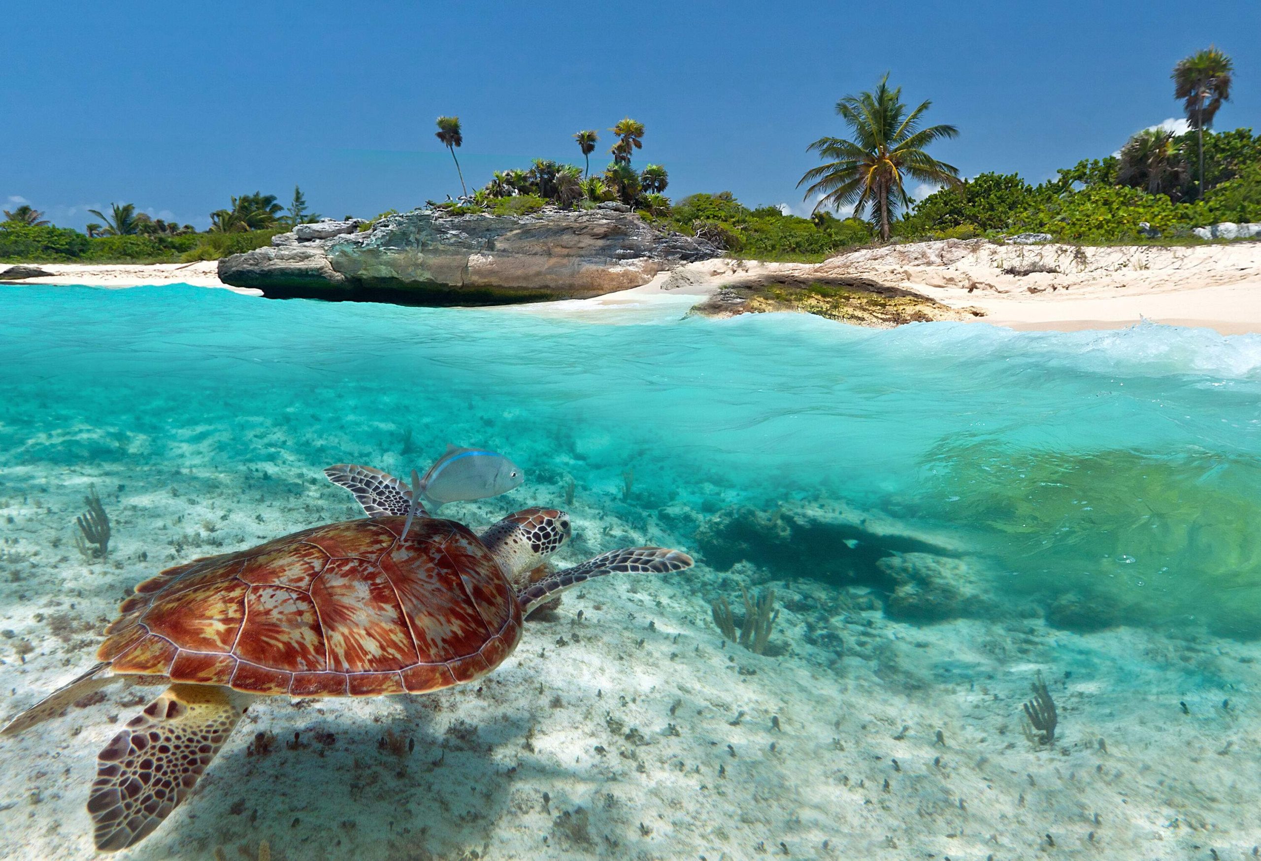 A green sea turtle is swimming in the turquoise waters near a white sand beach with lush green surroundings.