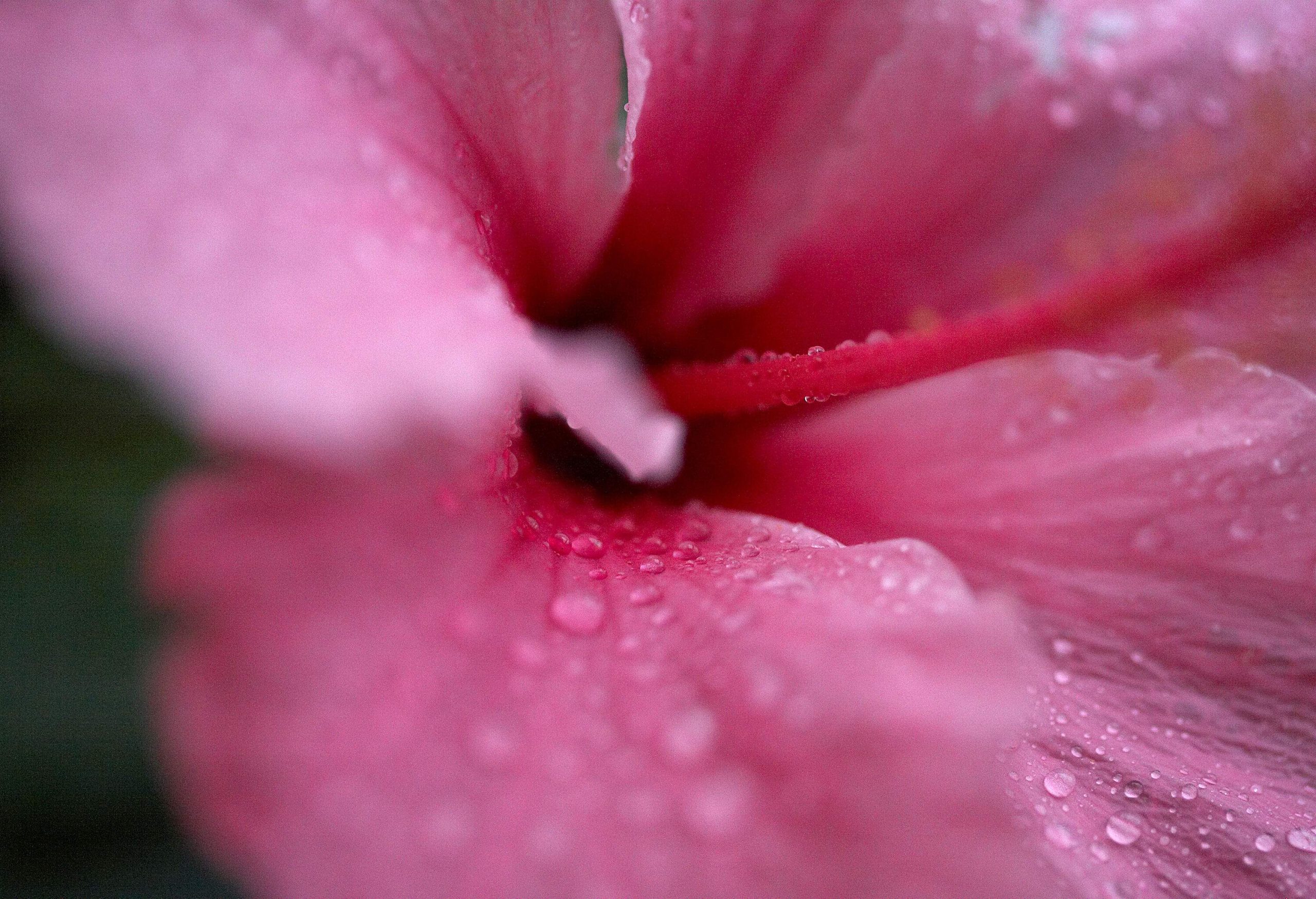 A flower's pink petals with water droplets.