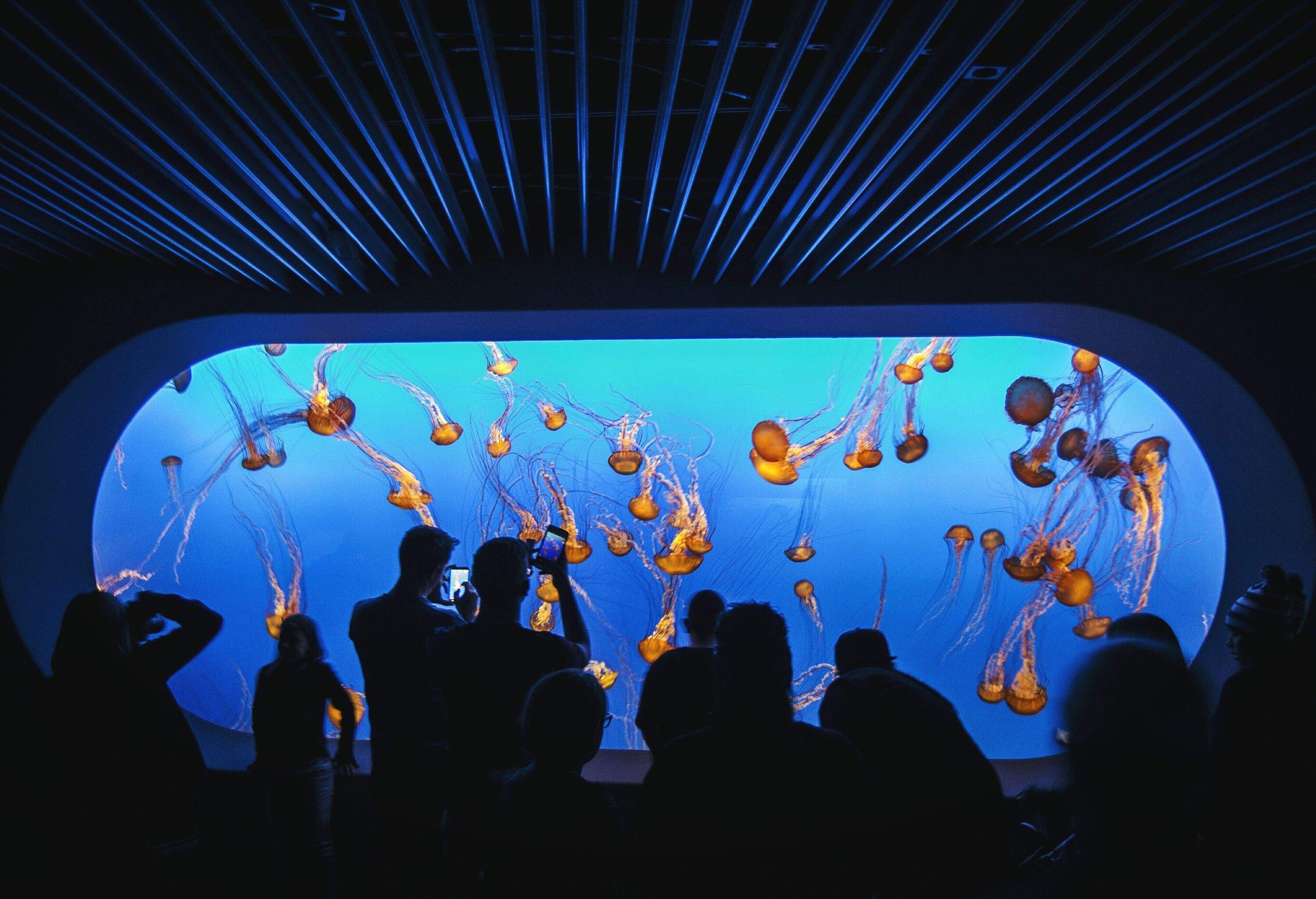 Silhouette of people gazing at a massive aquarium with a smack of swimming jellyfish.