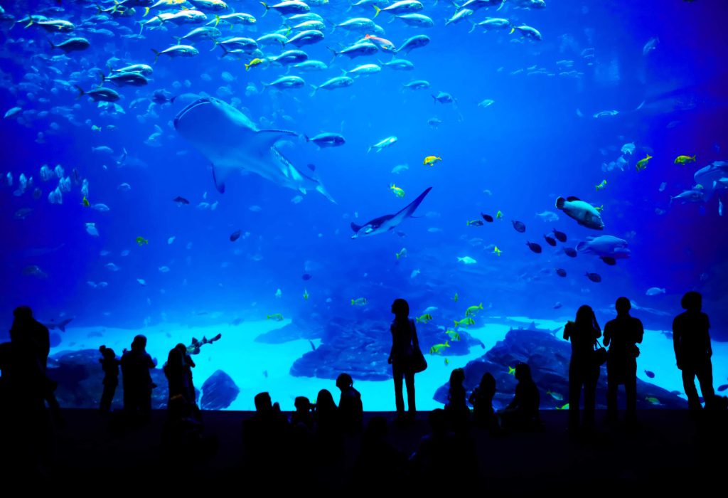 Silhouettes of people of various ages watching the sea animals swimming in the big lit aquarium.