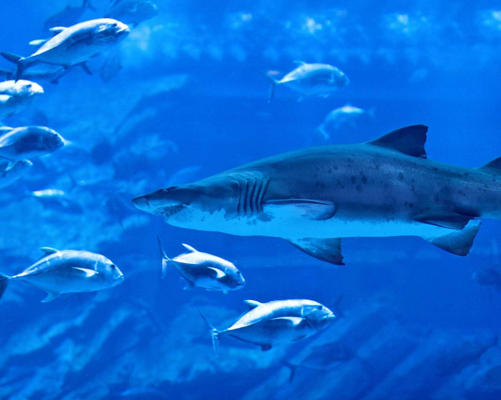 12 Best Aquariums To Visit In The U.S. (2023) | TravelAwaits