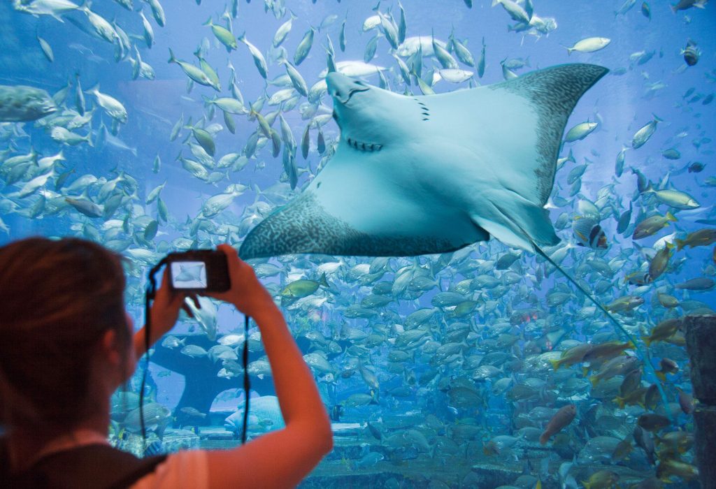 Woman photographing a stingray among the shoal of fishes inside an aquarium.