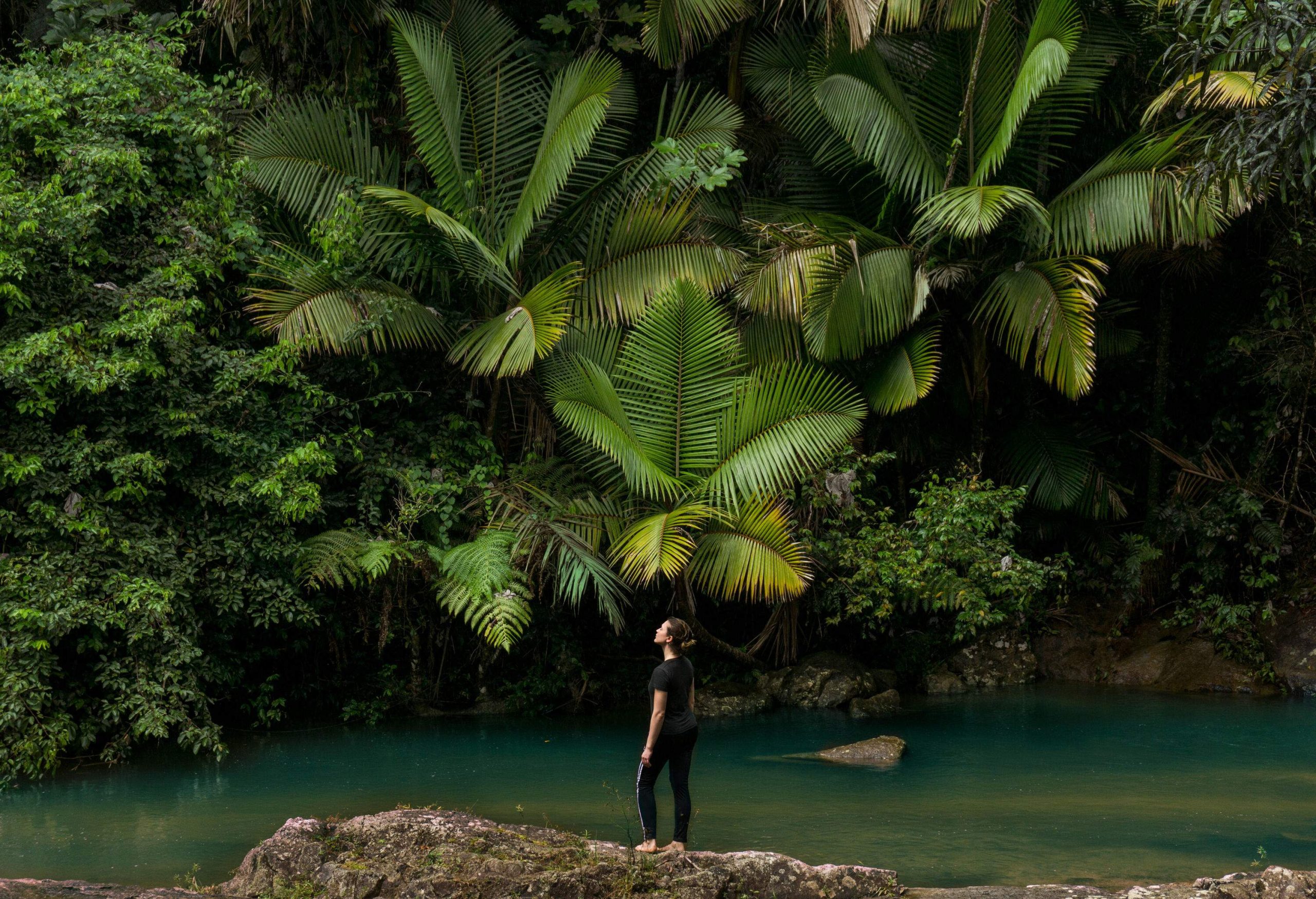 High angle view of person gazing at palm plants in tropical rainforest