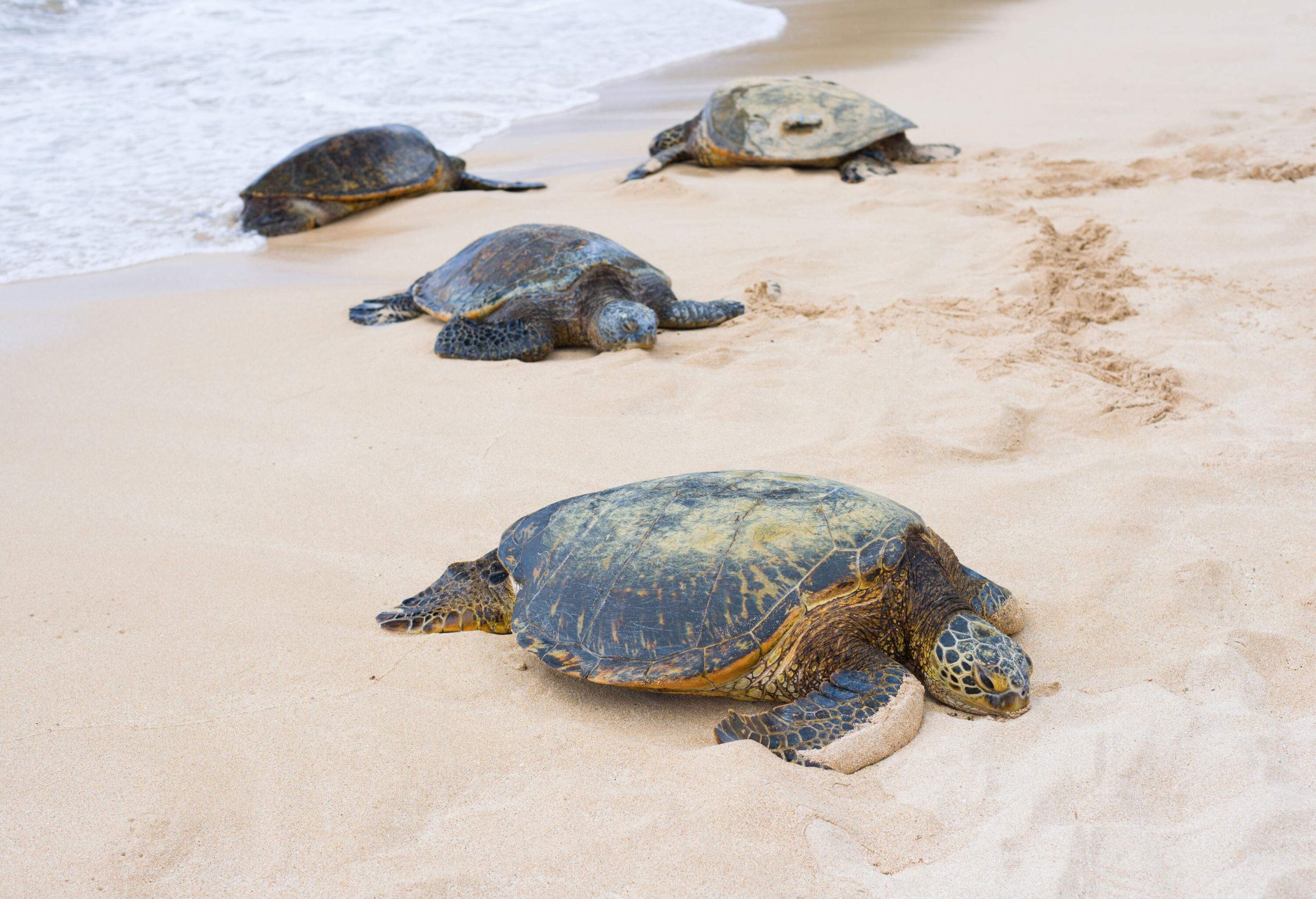 A bale of green sea turtles resting on a beach.