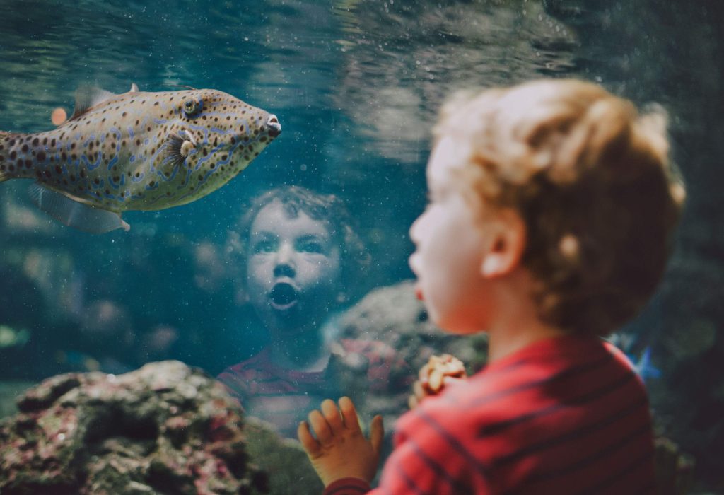An amazed young boy marvels at an exotic fish swimming gracefully in the vibrant underwater world of an aquarium.