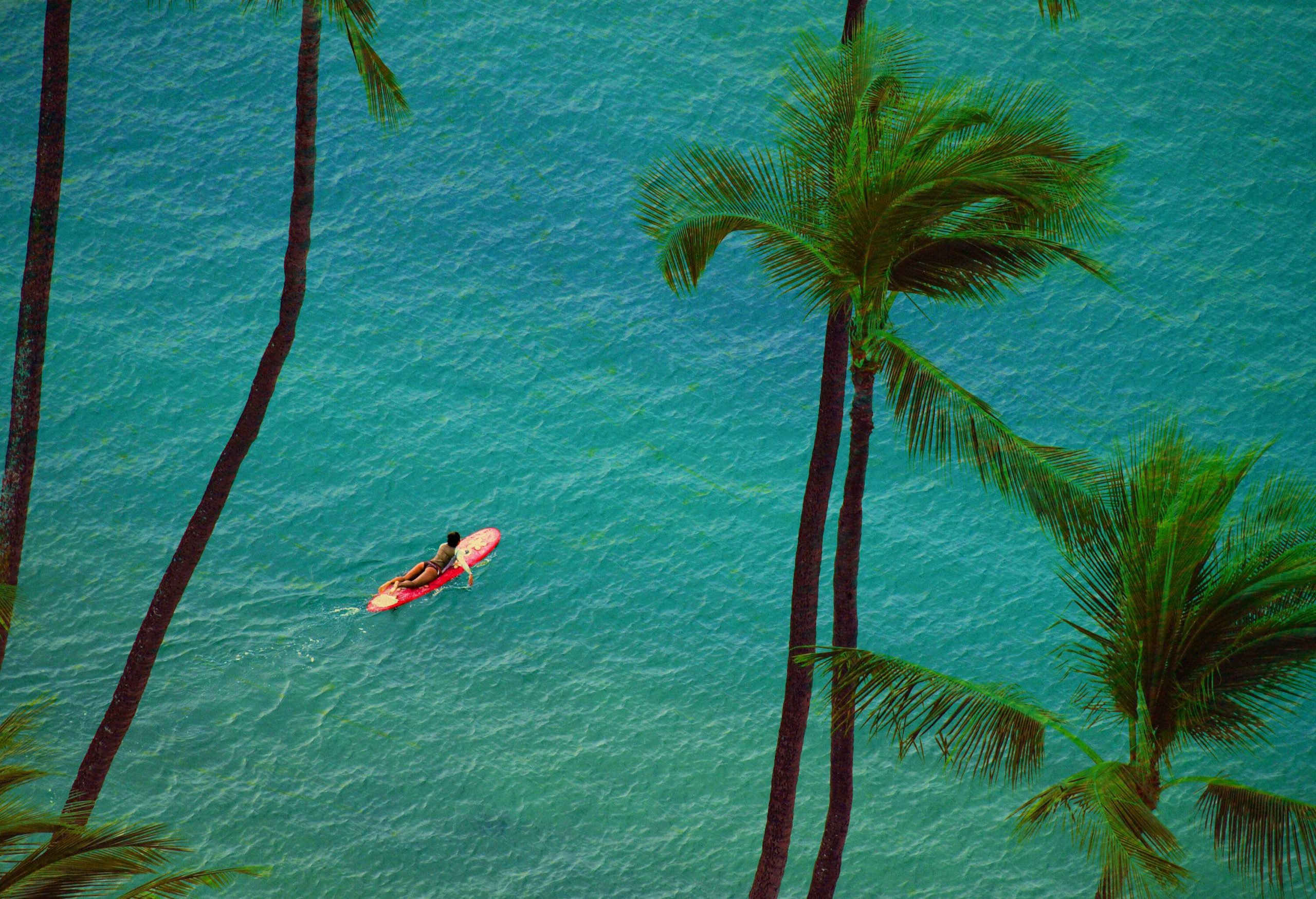 A grove of palm trees against the backdrop of a woman paddling across a turquoise ocean with a surfboard.