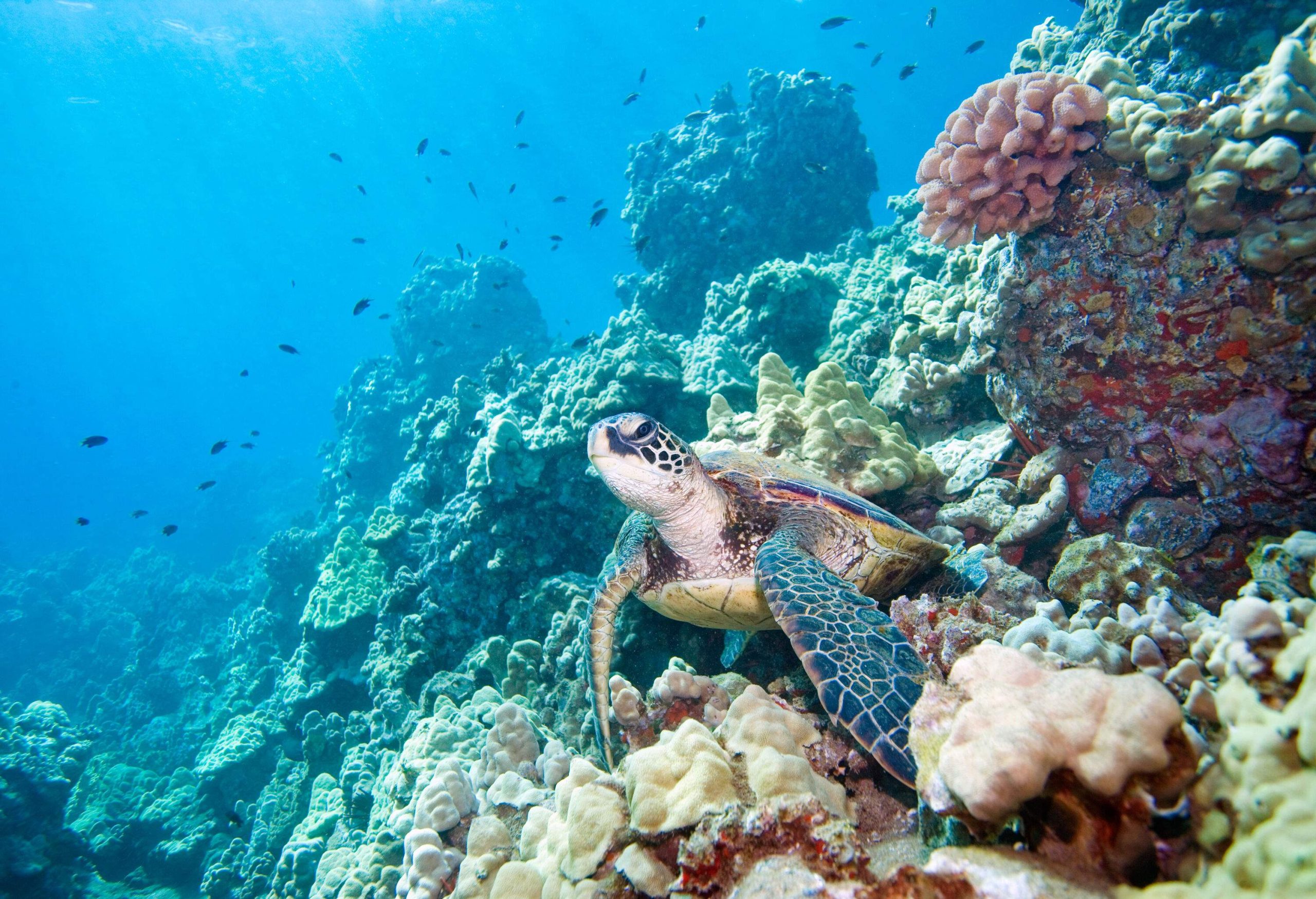 A green sea turtle swims underwater beside a colony of beautiful corals.