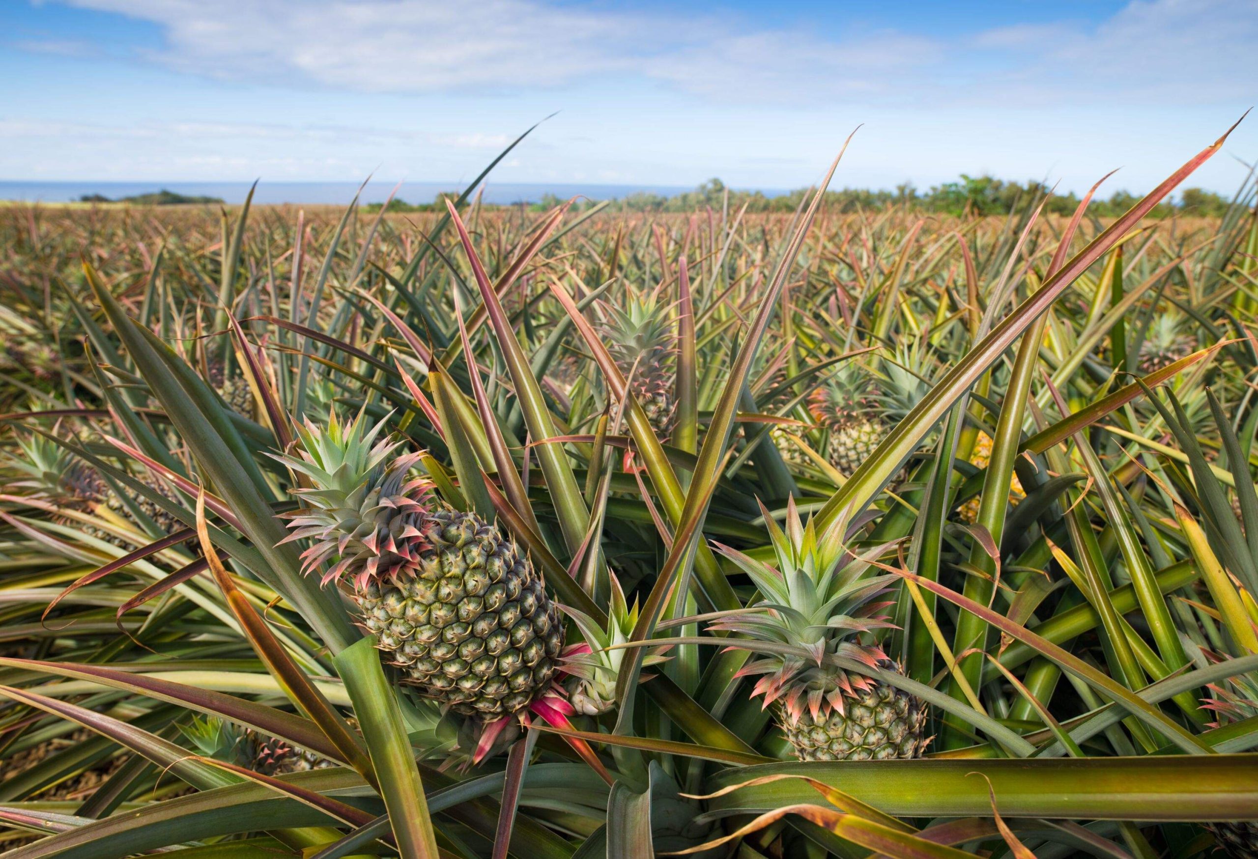 Pineapple Plantation Agriculture Field to the Horizon. Hawaii Islands, USA