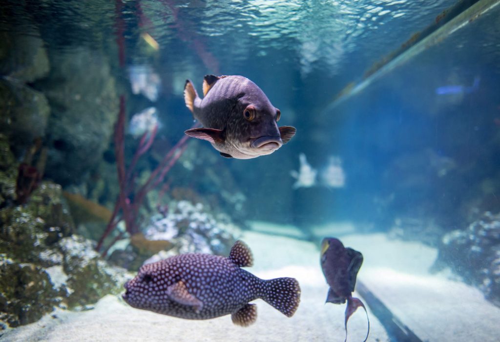 Three exotic-looking fish inside of an aquarium.