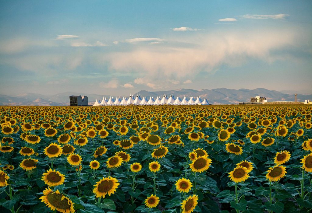 A vibrant field of sunflowers in the foreground leads to white tents and a modern building in the distance, all set against the backdrop of a mist-covered mountain range.