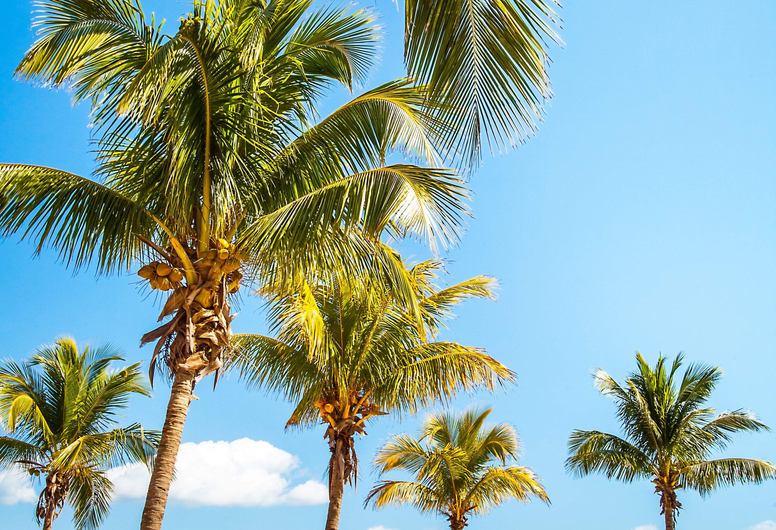 A calm beach with a grove of palm trees.