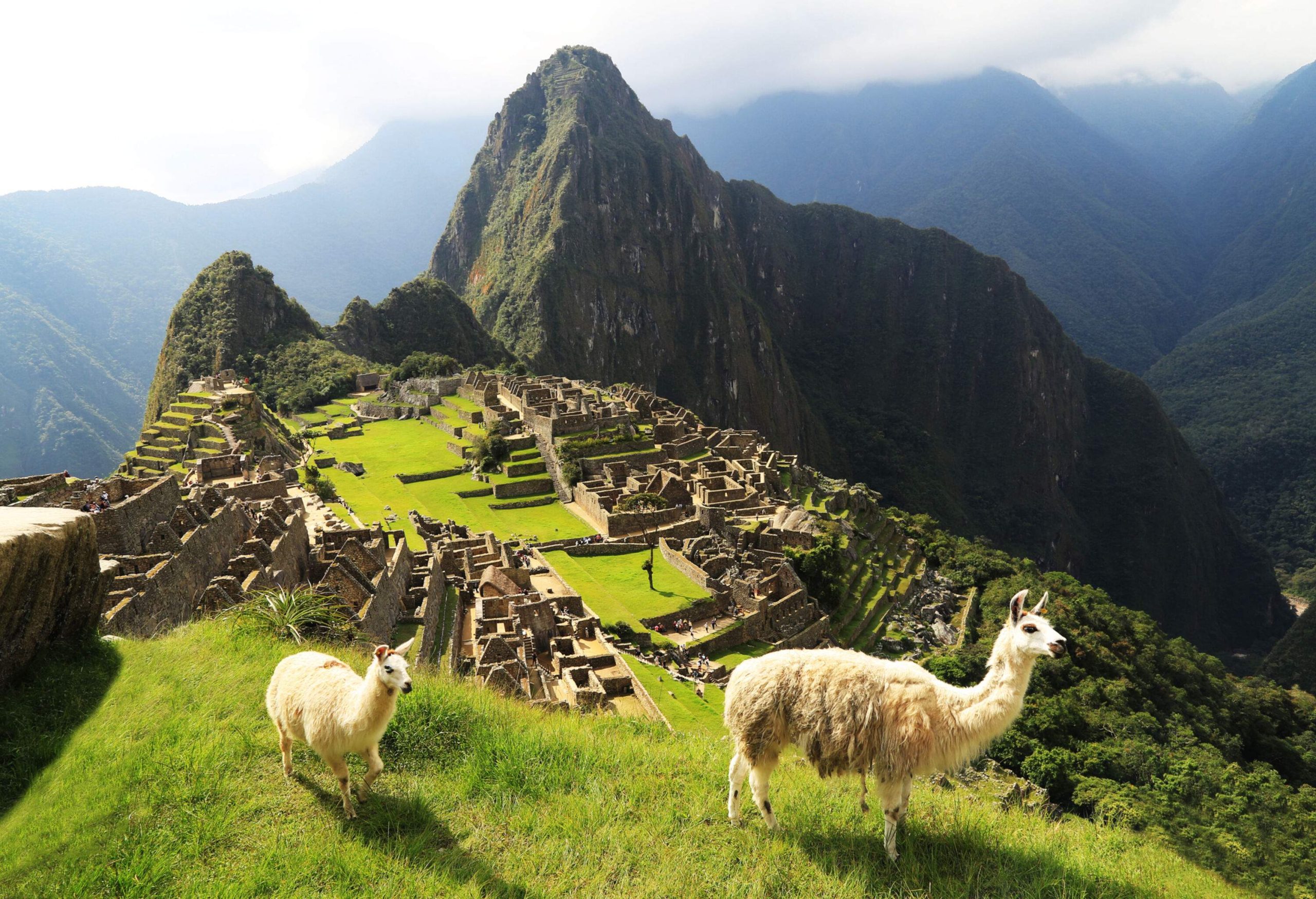 Machu Picchu, a hilltop ruin of an ancient settlement amongst the steep mountains as seen from a grassy summit with two Llamas.