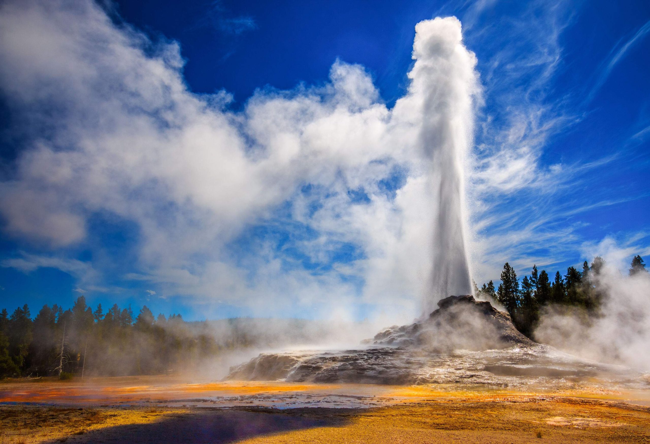 A cone geyser surrounded by lush trees erupts water in a vertical column towards the deep blue sky.