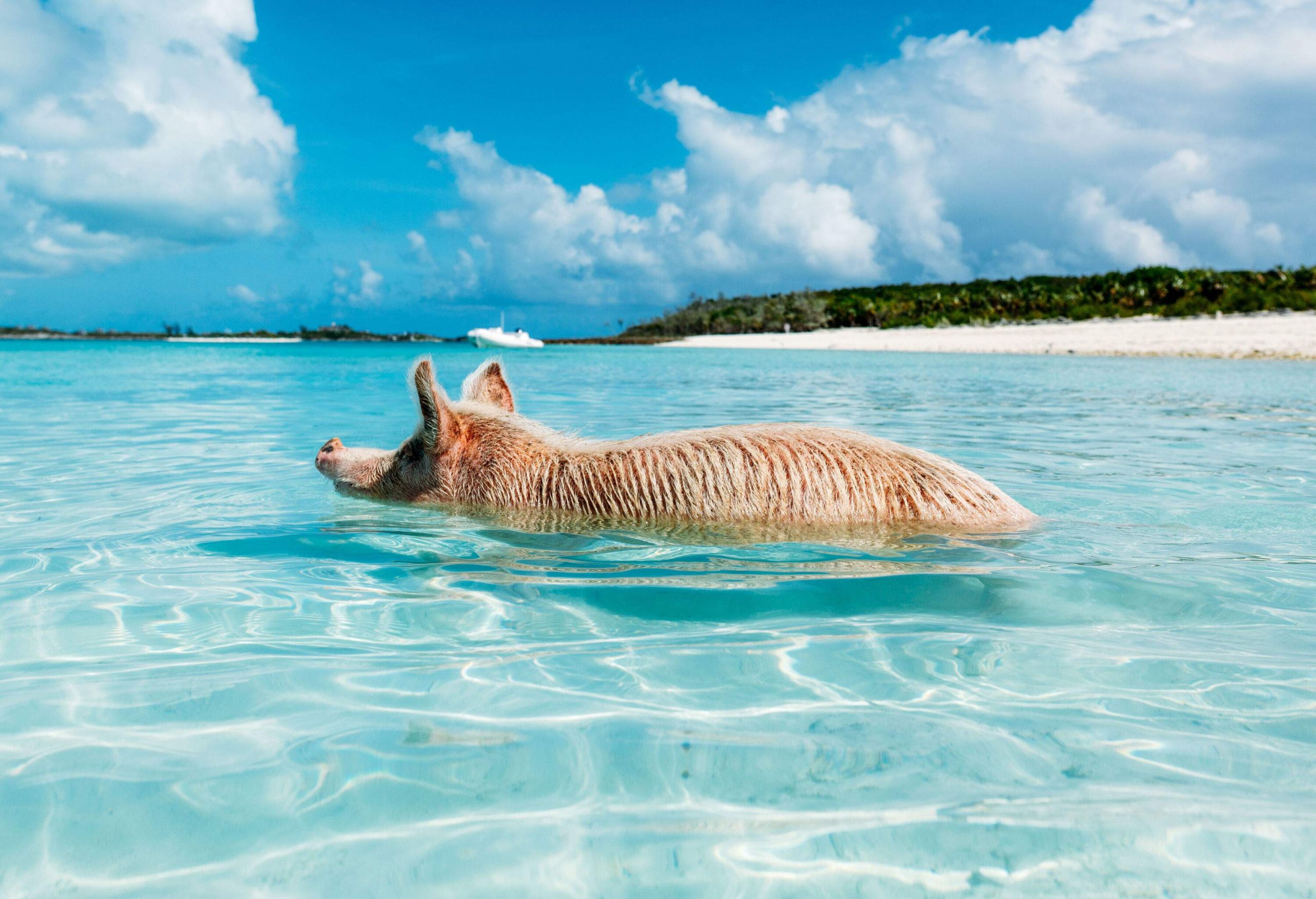 A pig swims in crystal-clear waters of a beach.