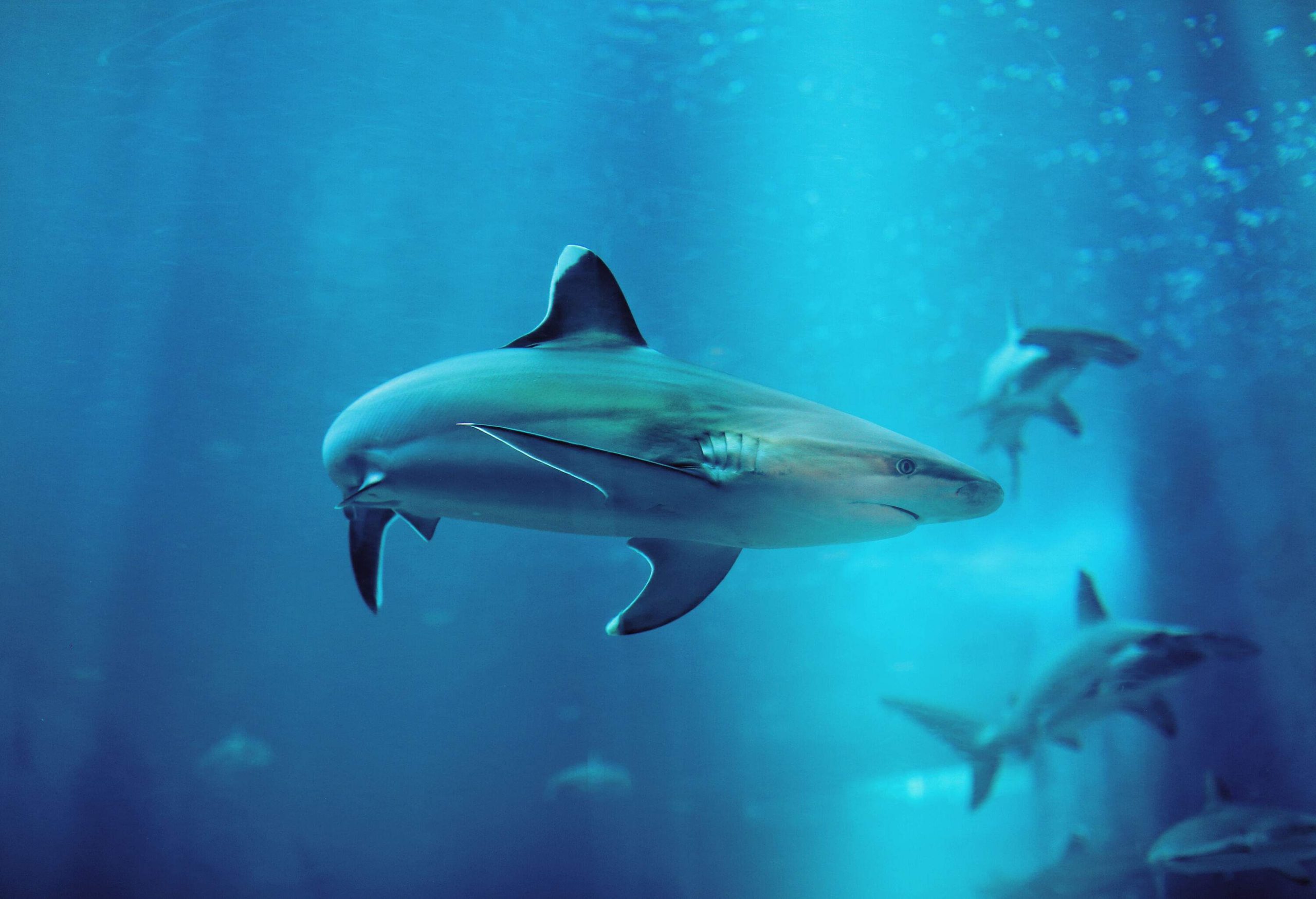 Various species of sharks swim in a massive aquarium.