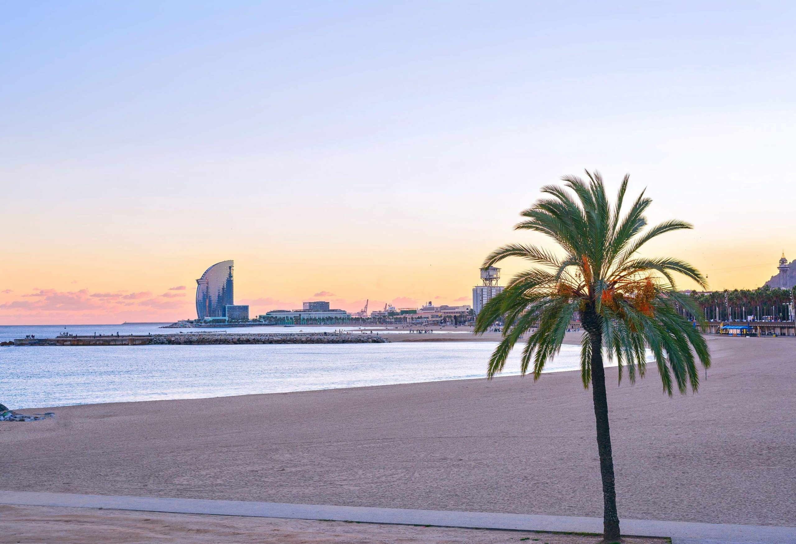 a palmtree on an empty beach during sunset