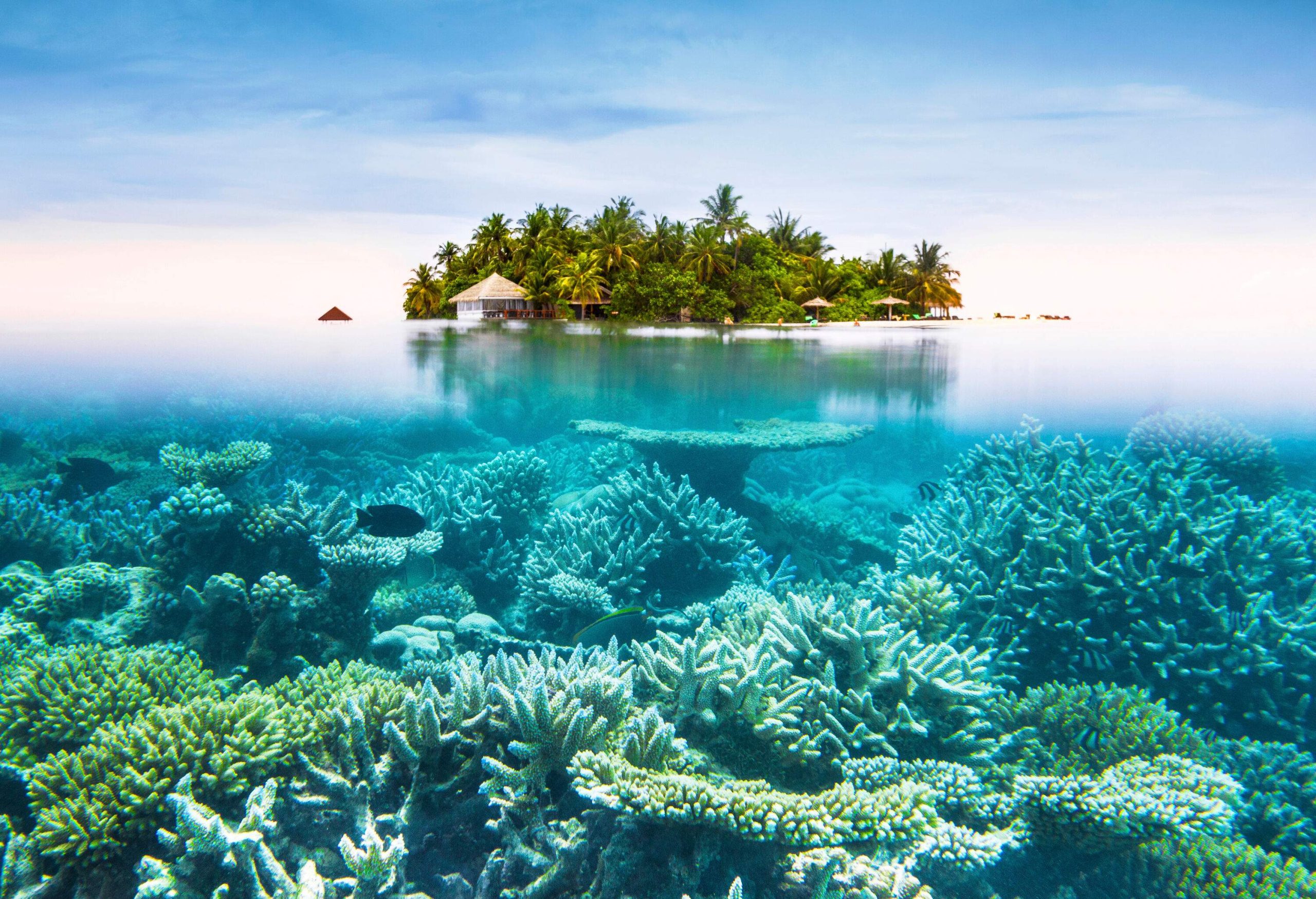 A picturesque coral landscape under the turquoise sea near a lush forested island on a scenic sky.
