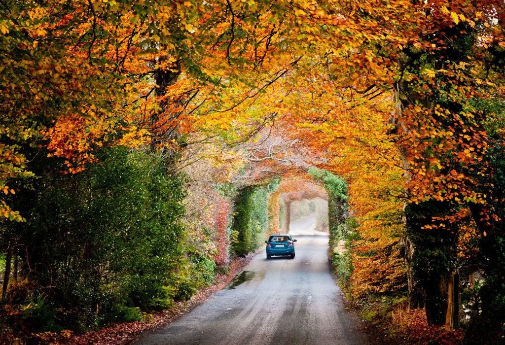 A blue car passing through a tunnel of autumn trees with yellow, red, and orange shades.