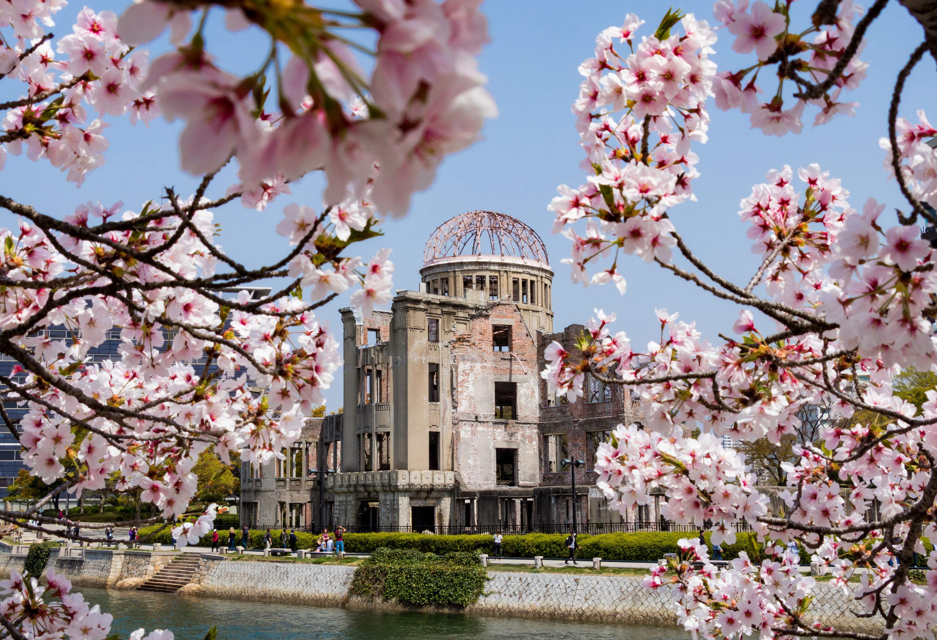 Beautiful cherry blossoms and the remains of the iconic Hiroshima Atomic Bomb Dome in Japan.