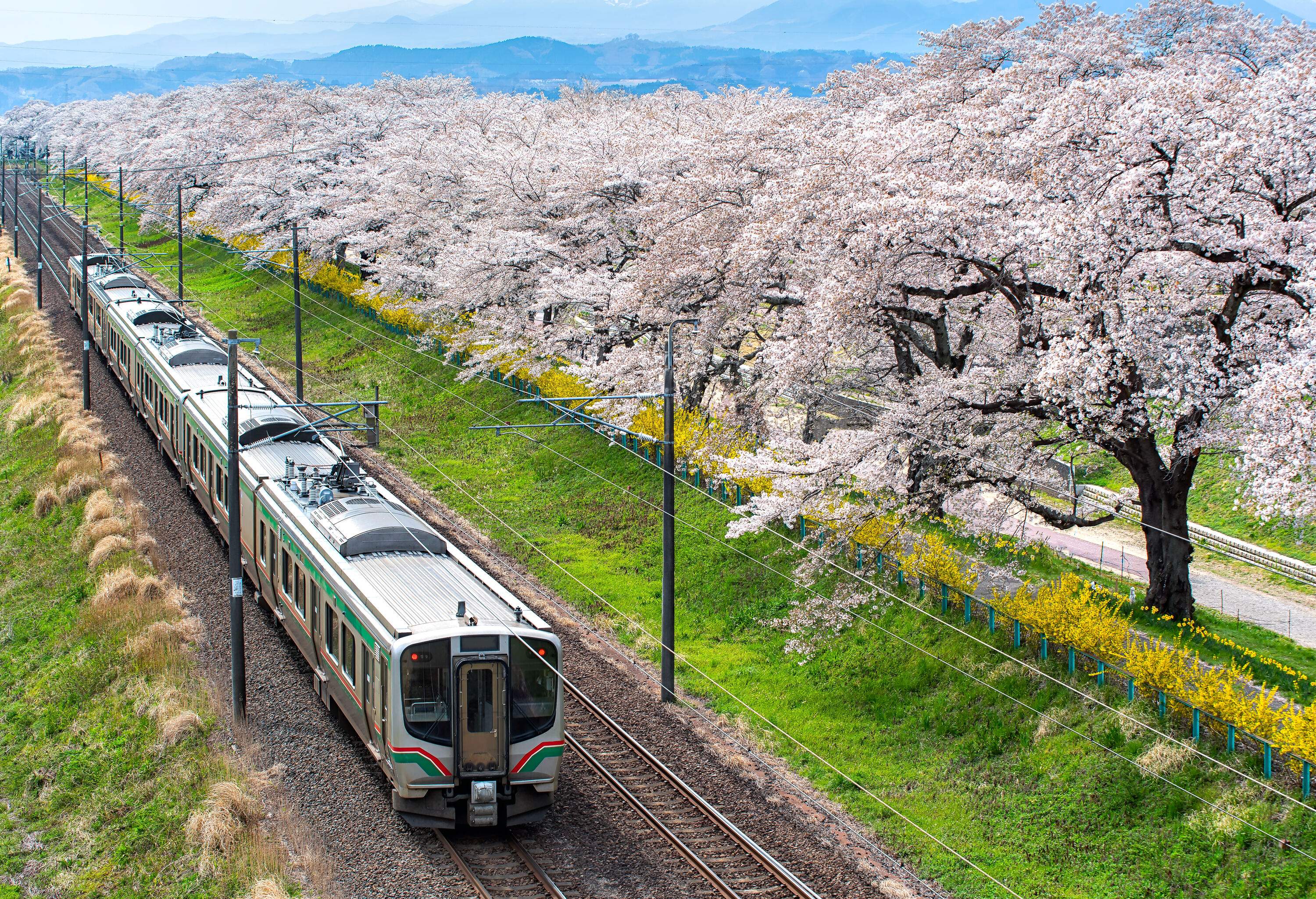 A train running on a railway track lined with cherry blossom trees.